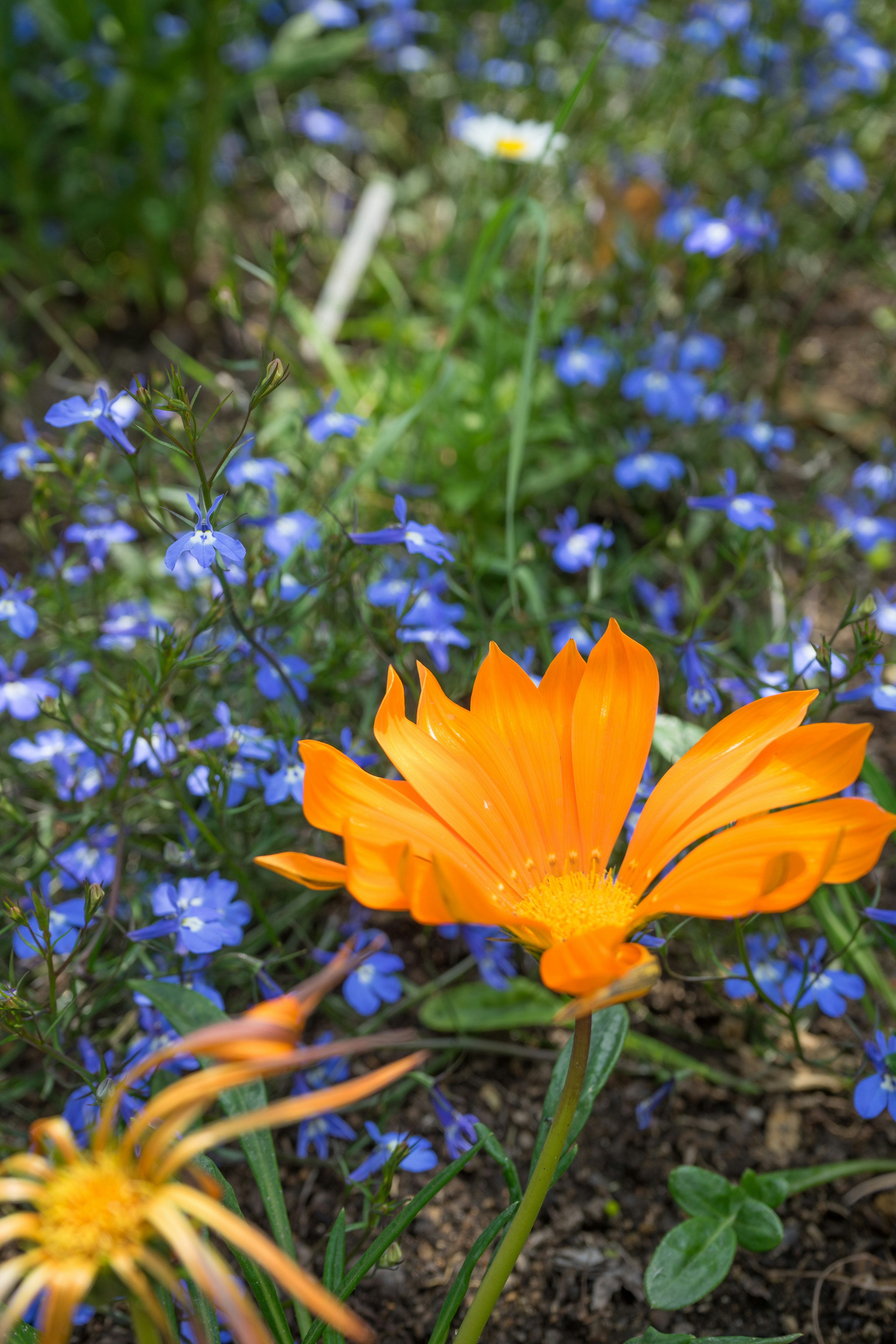 Eine orange Blume umgeben von kleinen blauen Blumen in einem Garten