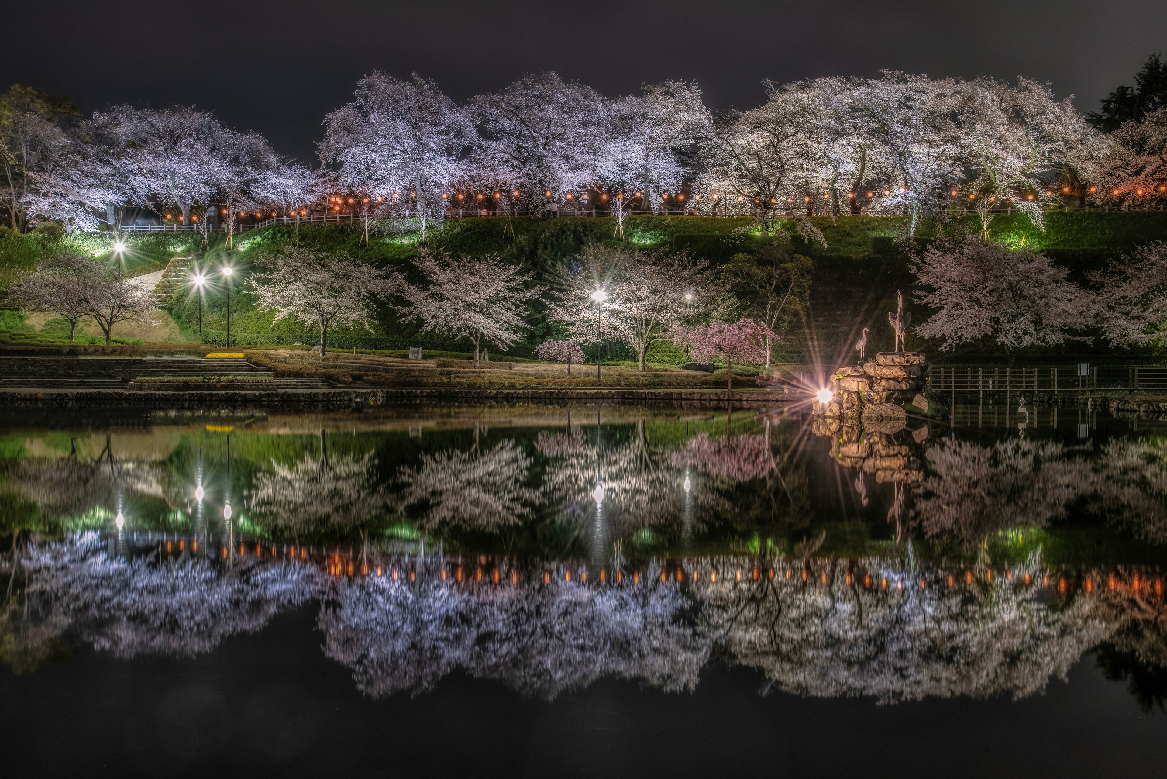 Pemandangan malam bunga sakura yang memantul di kolam dengan pencahayaan magis