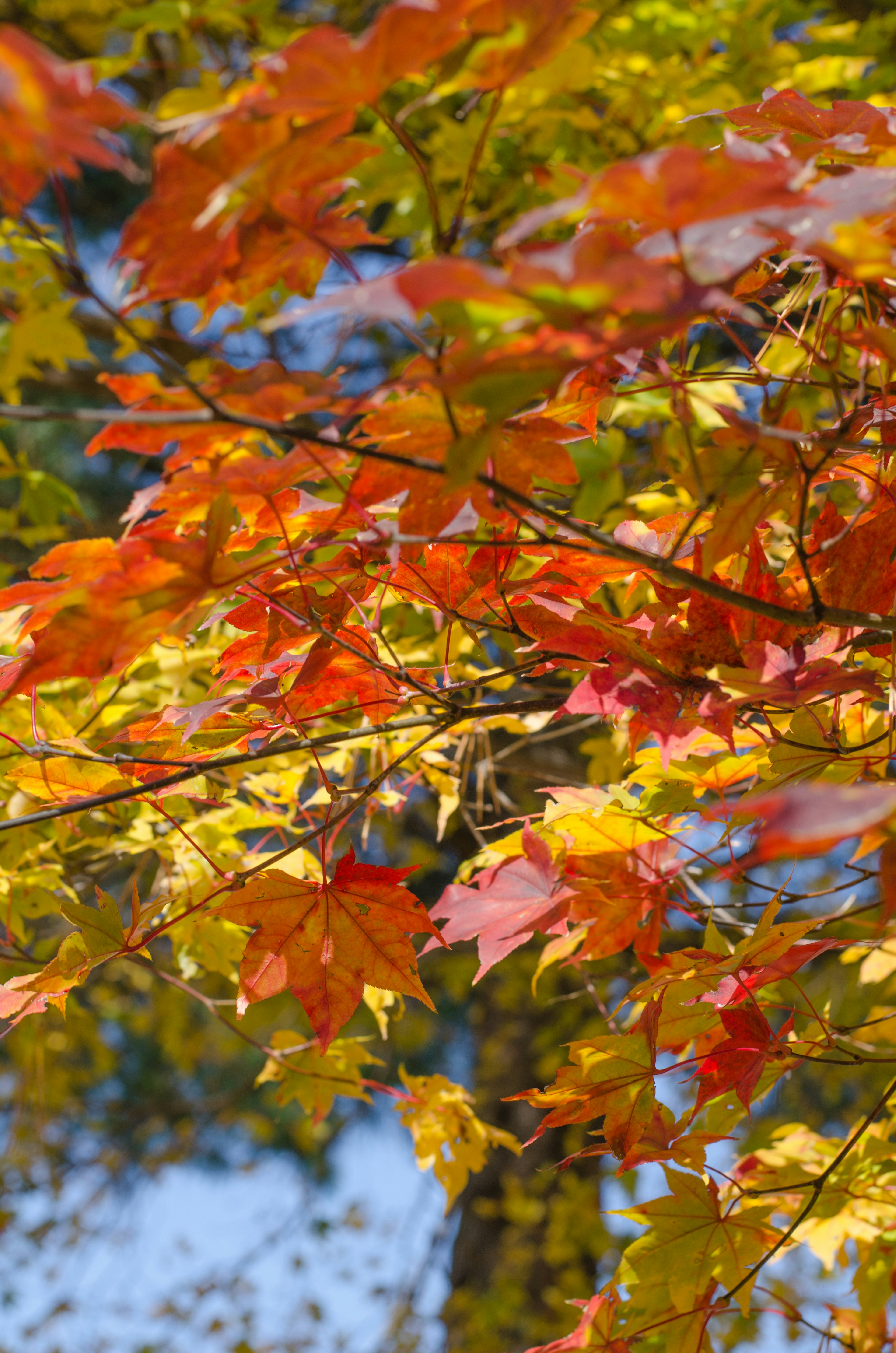 Gros plan sur des branches d'arbre avec des feuilles d'automne vibrantes en orange et jaune