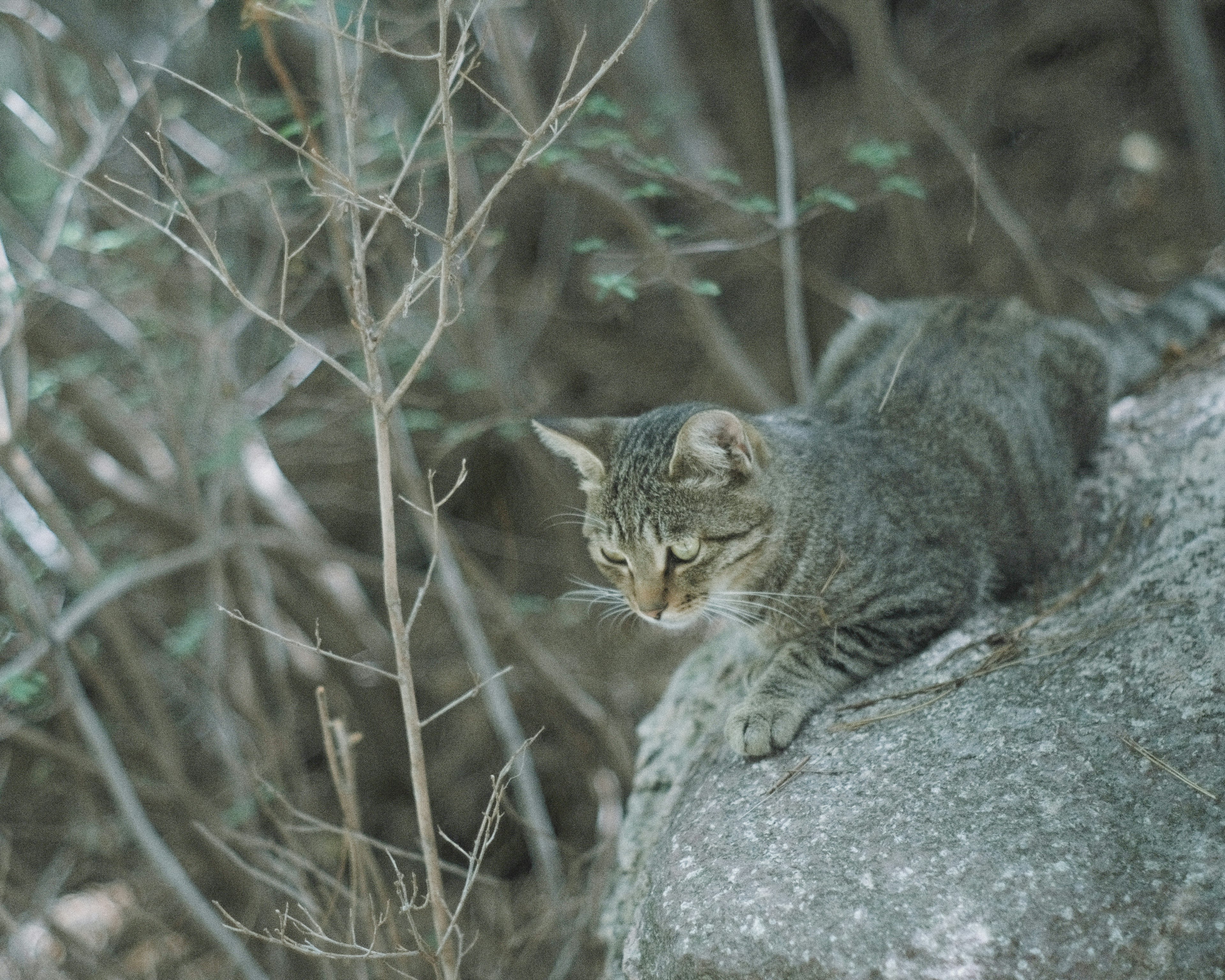 岩の上に座る野生の猫 森の中で静かに見つめる