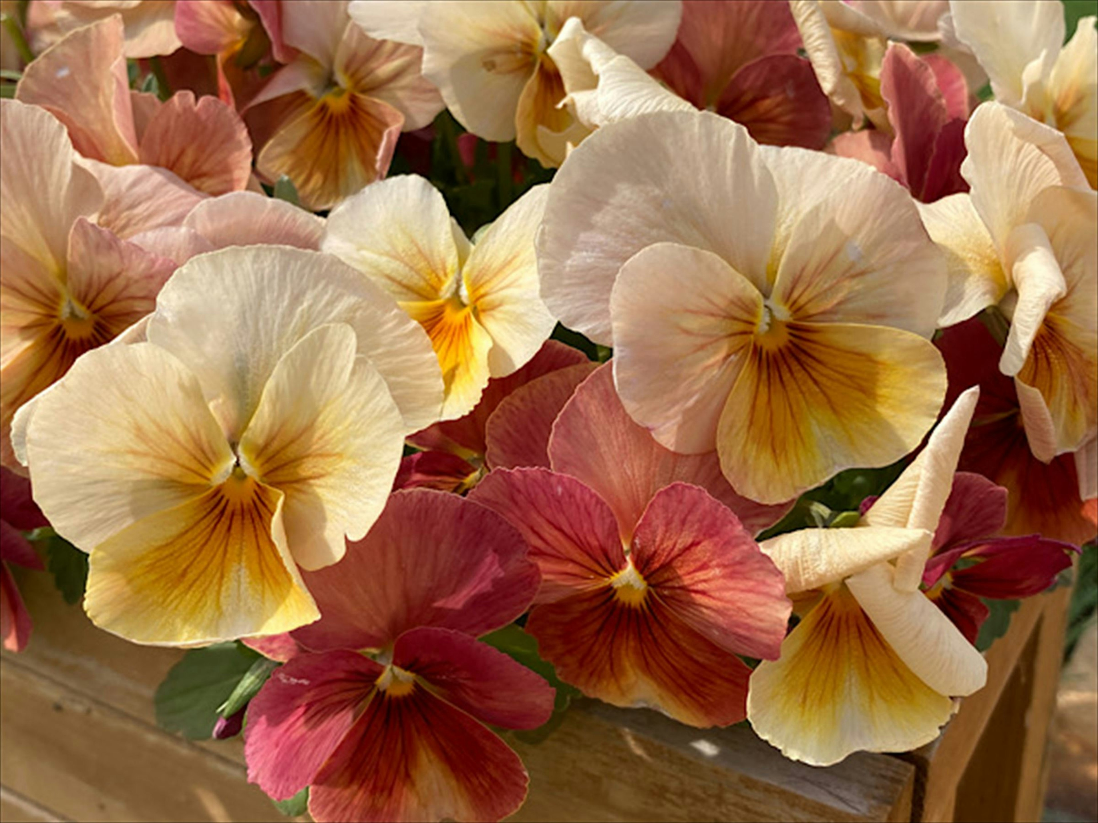 Un affichage vibrant de pensées multicolores dans un jardin