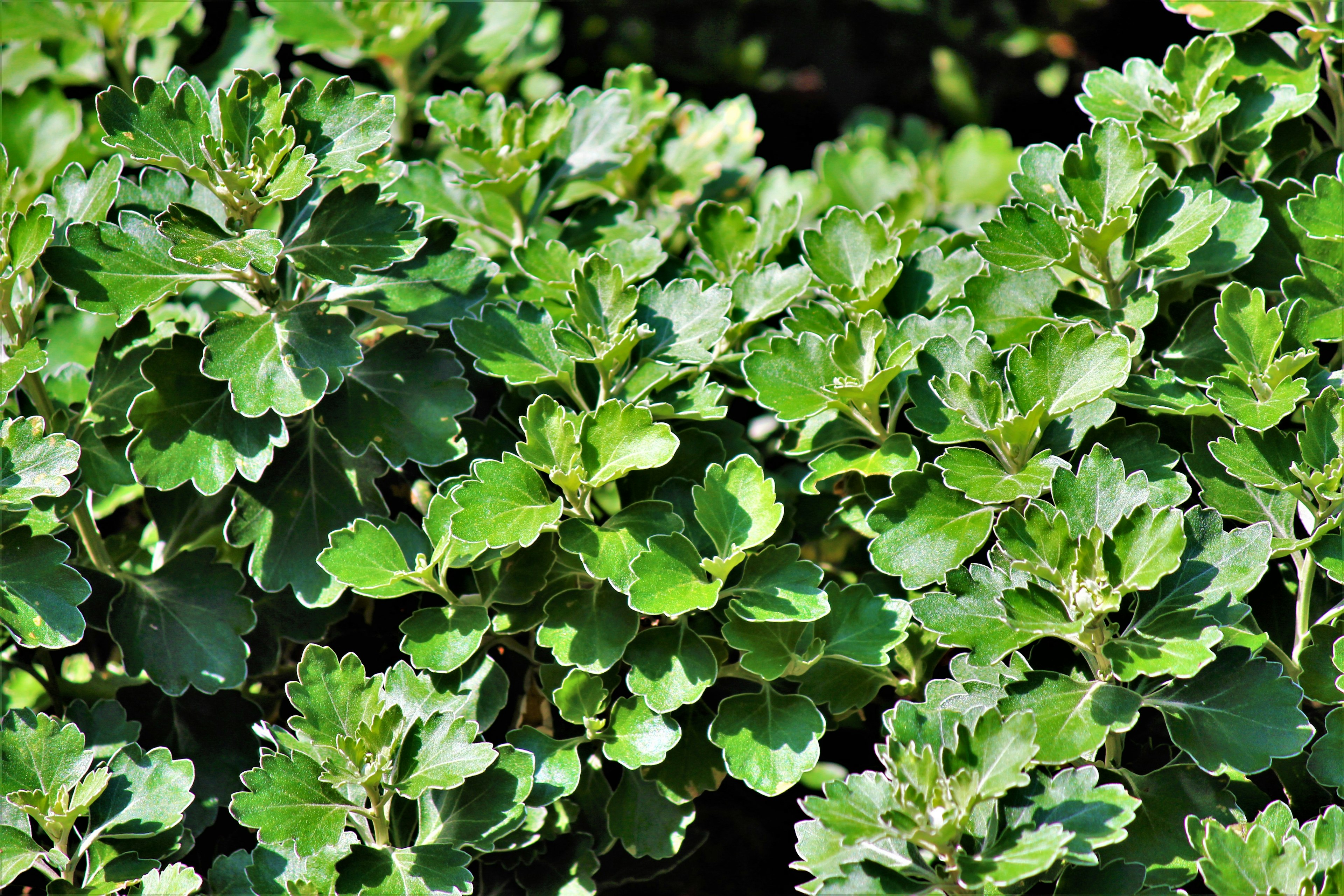 Close-up of lush green leaves of a plant