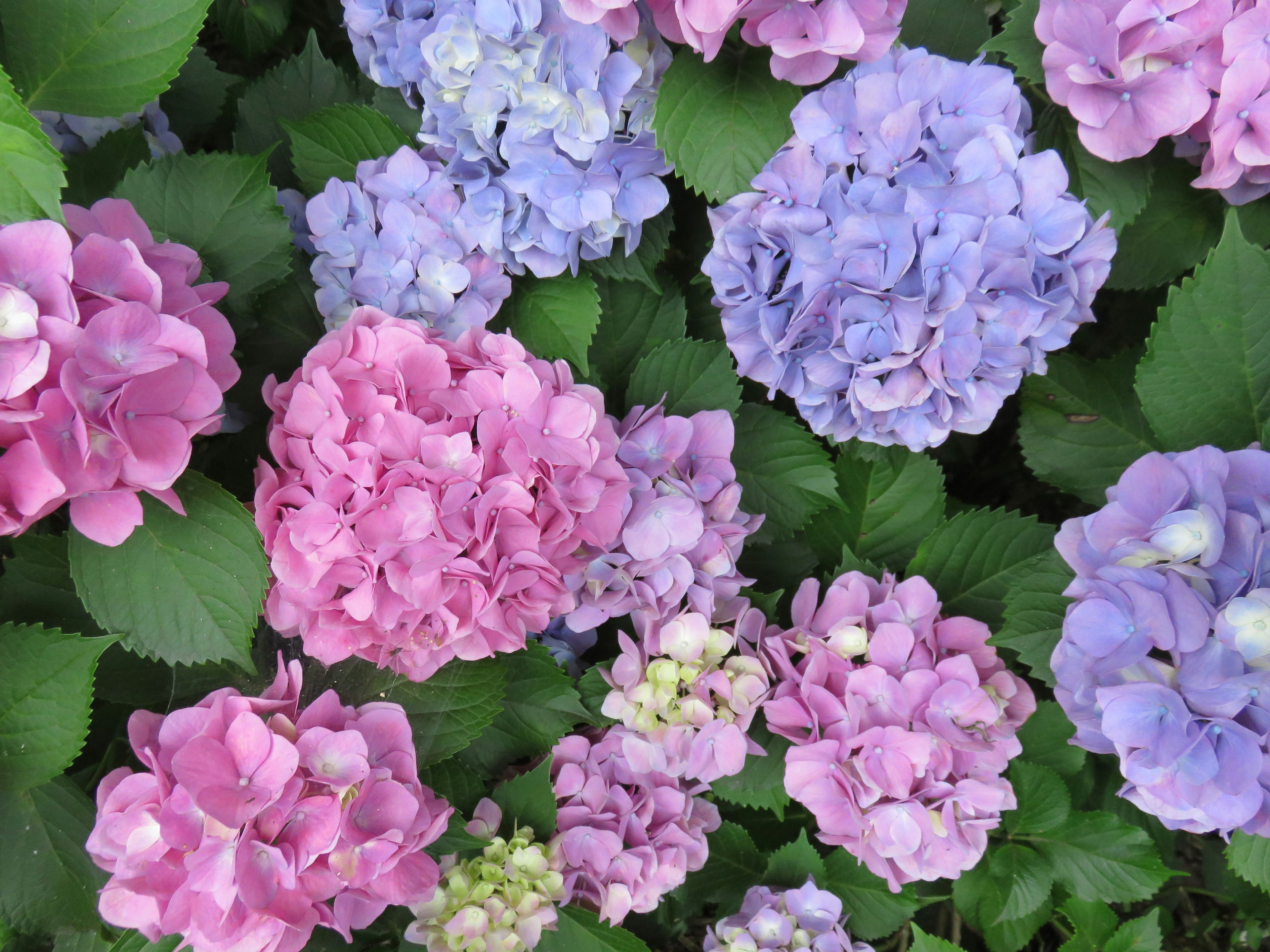 Fleurs d'hortensia colorées en différentes nuances en fleurs