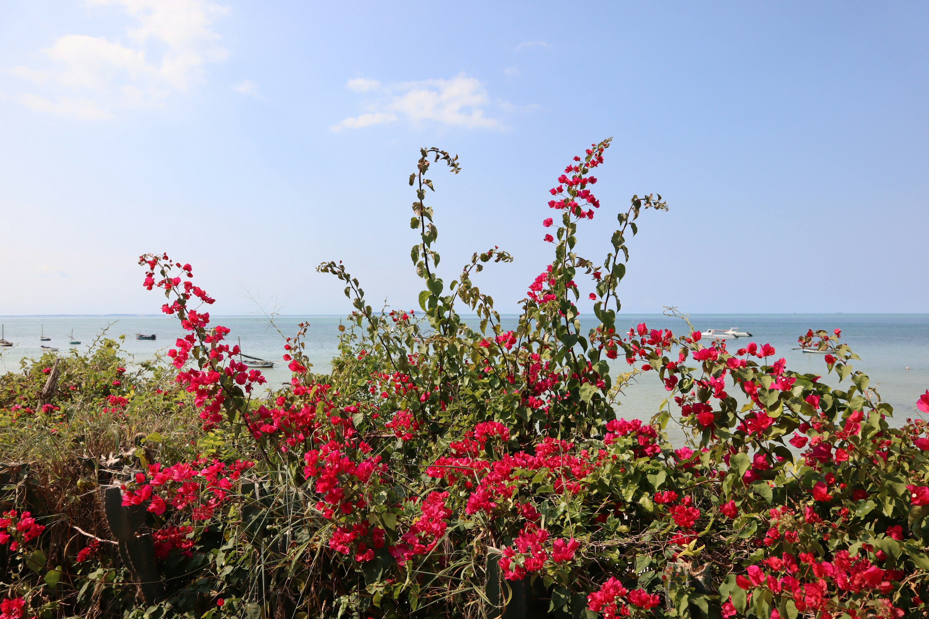 青い海と空を背景に咲く赤いブーゲンビリアの花