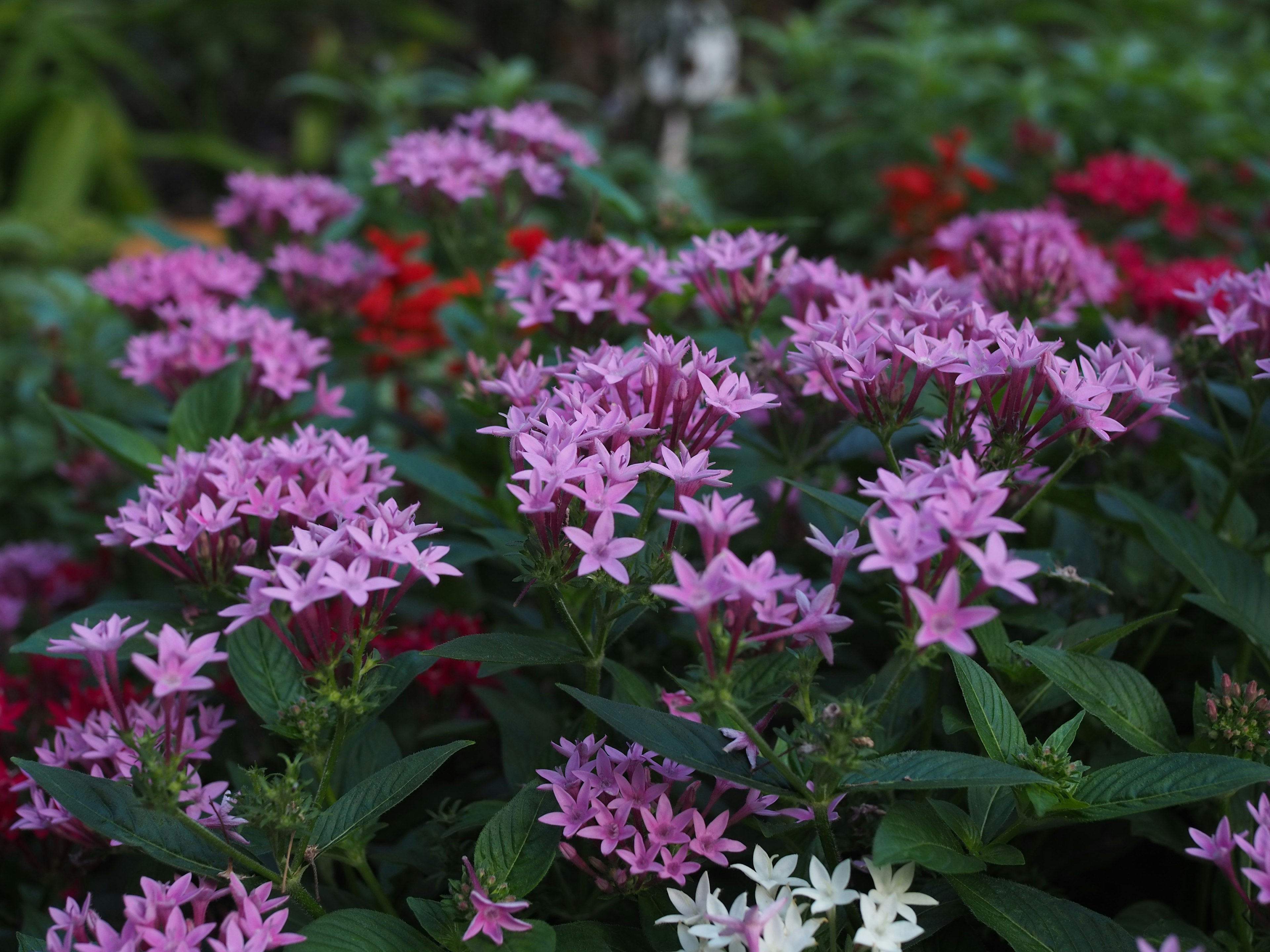 Scena di giardino vibrante con fiori in fiore che presentano in particolare pentas rosa