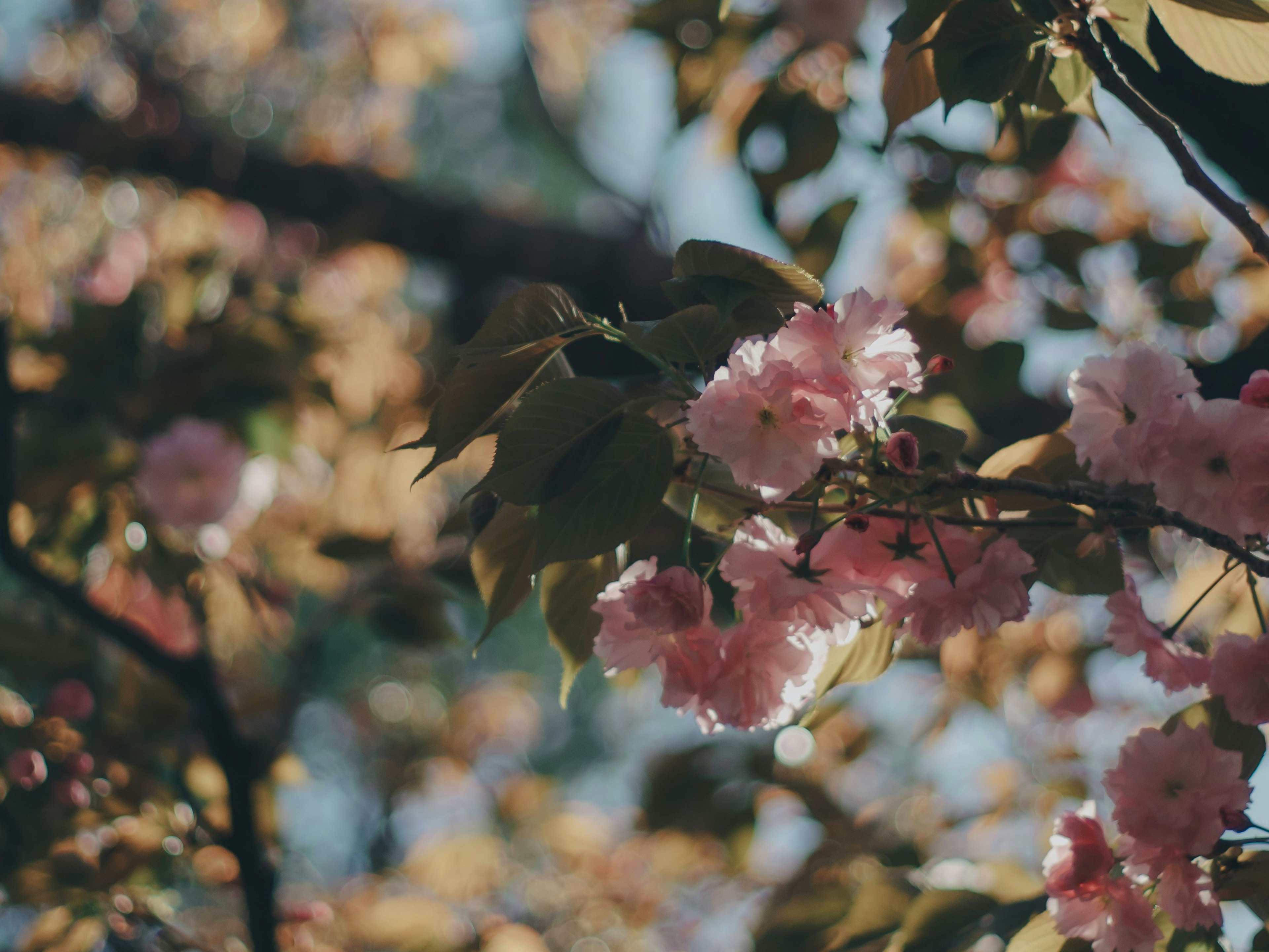 Gros plan sur des fleurs de cerisier sur une branche avec un fond lumineux mettant en valeur des fleurs roses