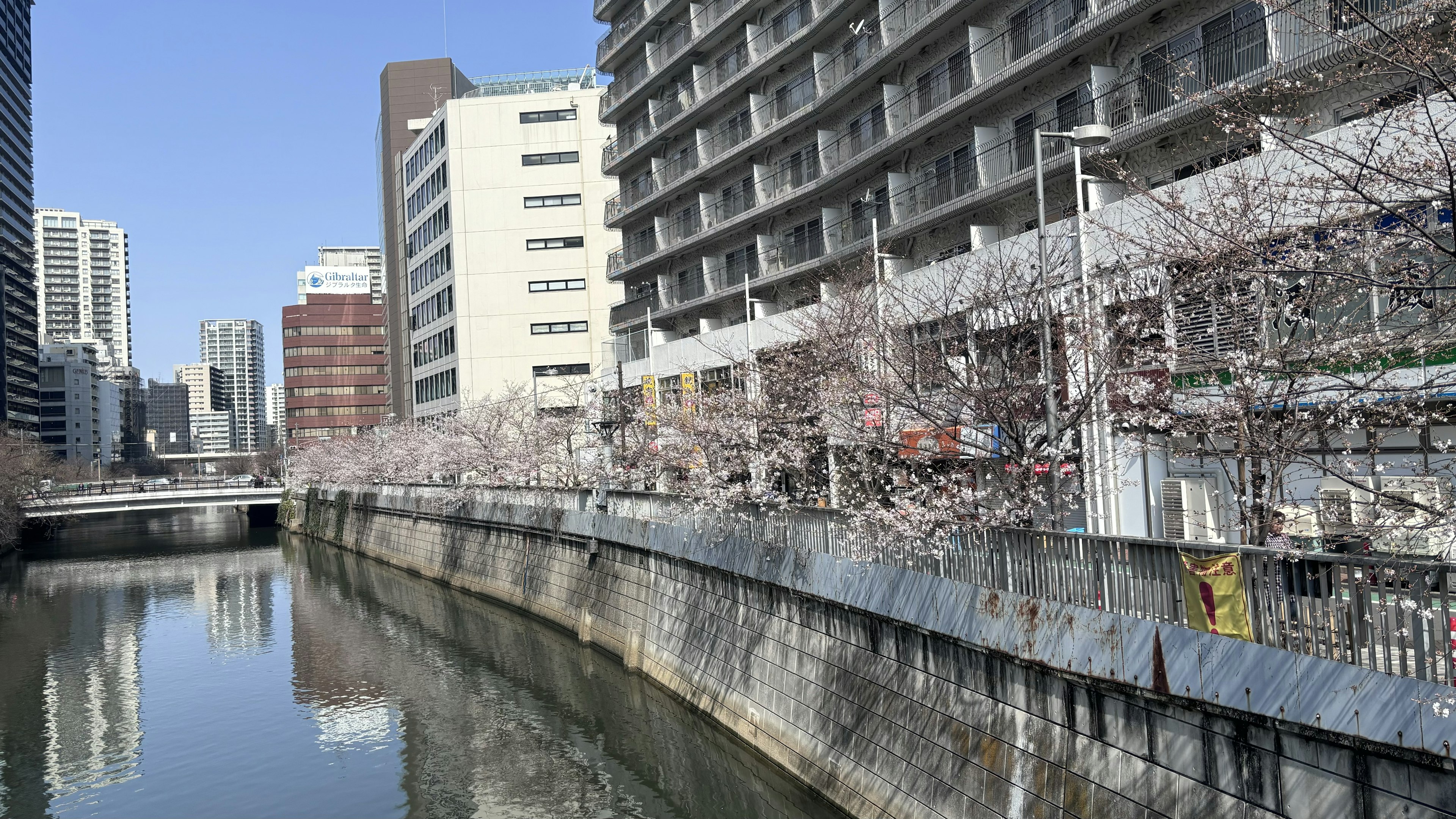 Scenic riverside view with cherry blossom trees and urban buildings