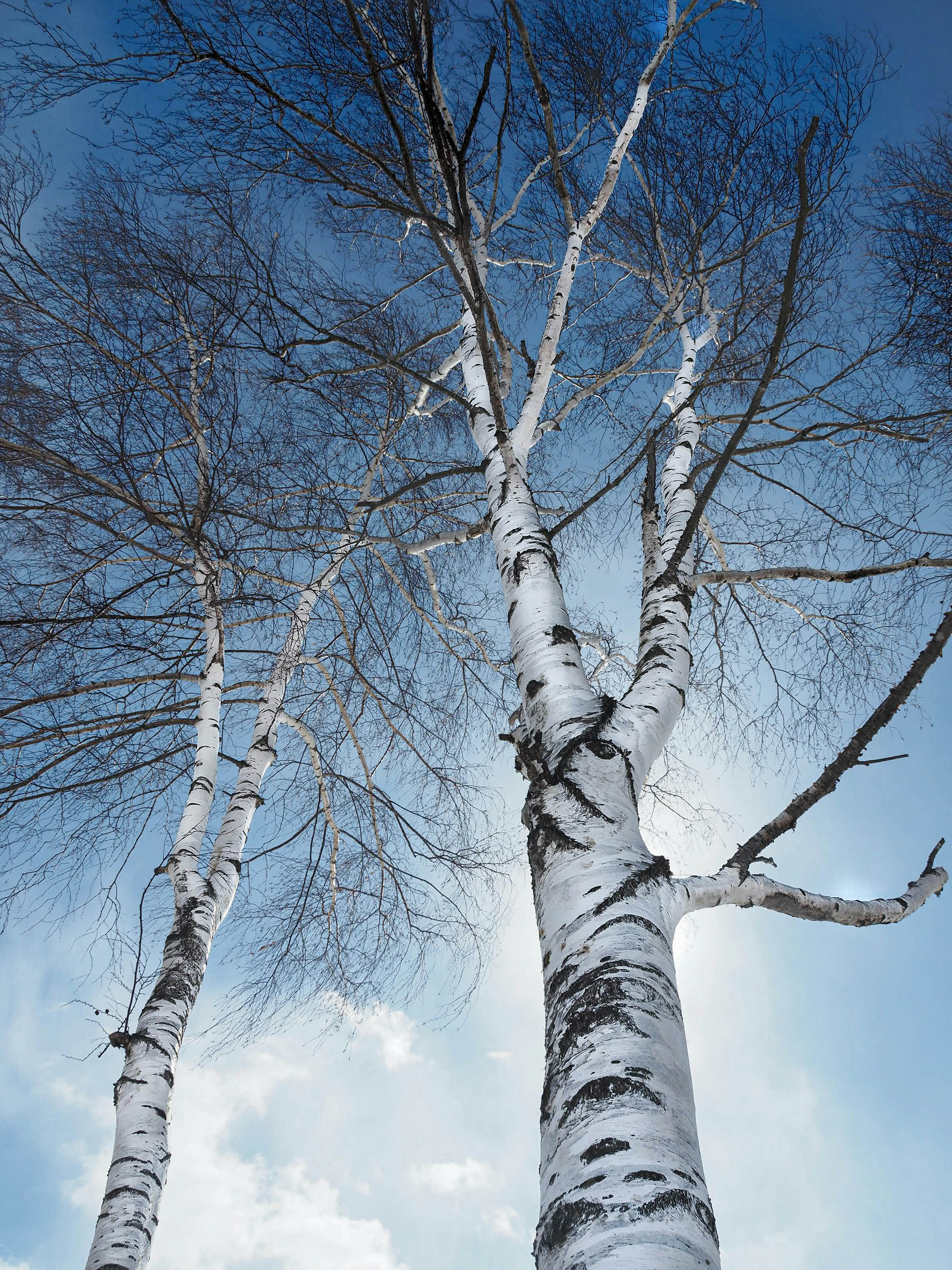 Birch trees with white bark against a bright blue sky