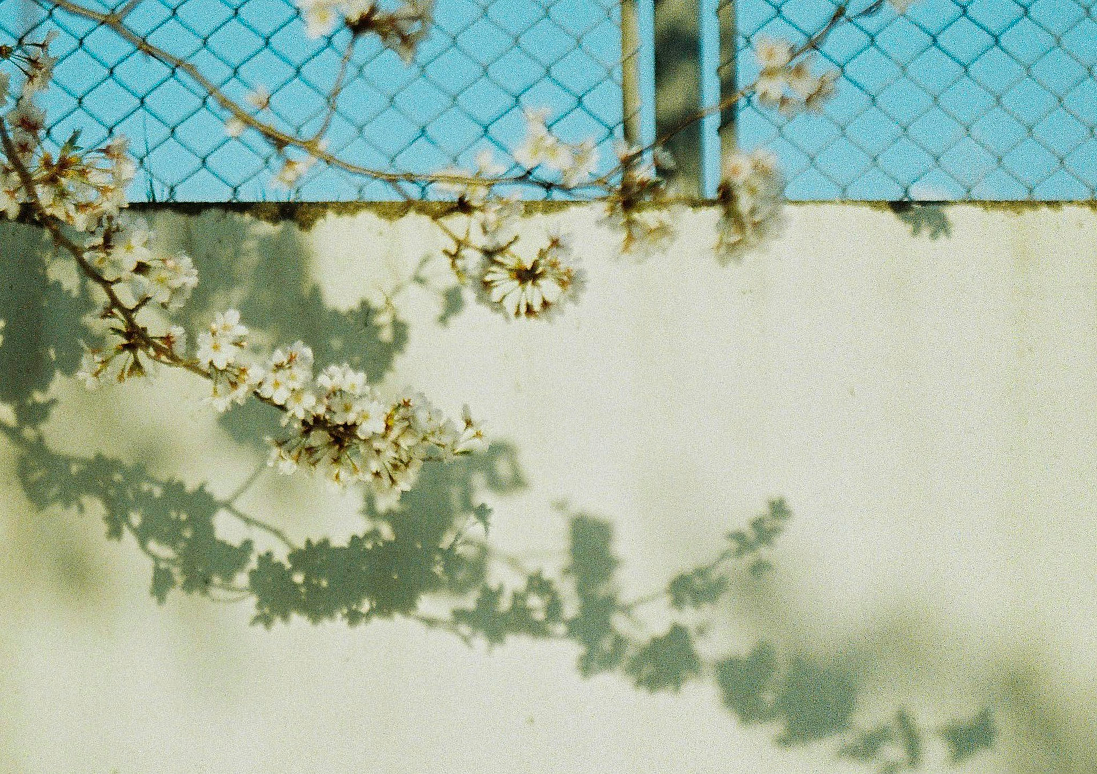 Shadows of flowering branches on a white wall under a blue sky