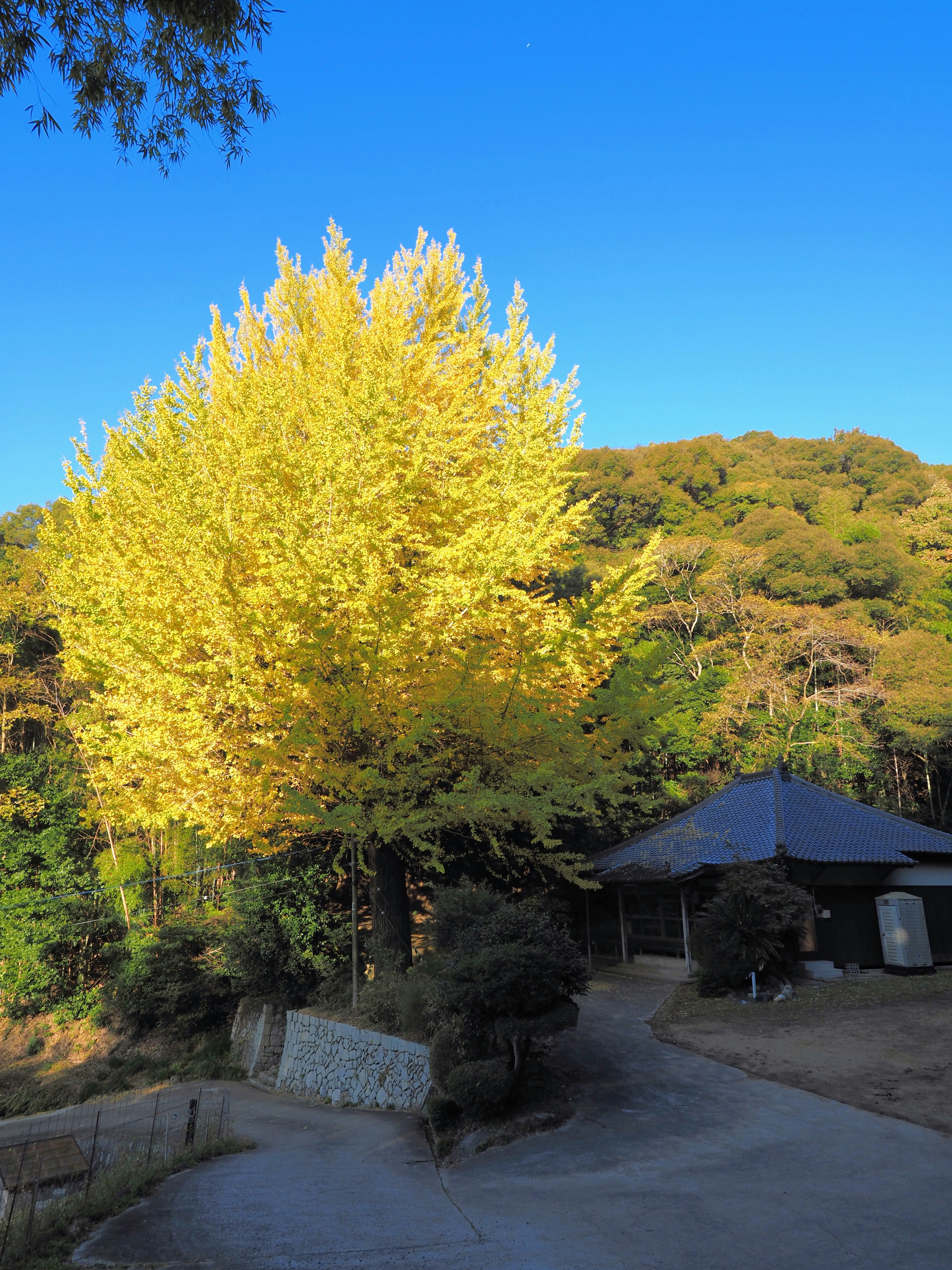 Sebuah pohon ginkgo besar dengan daun kuning dikelilingi langit biru