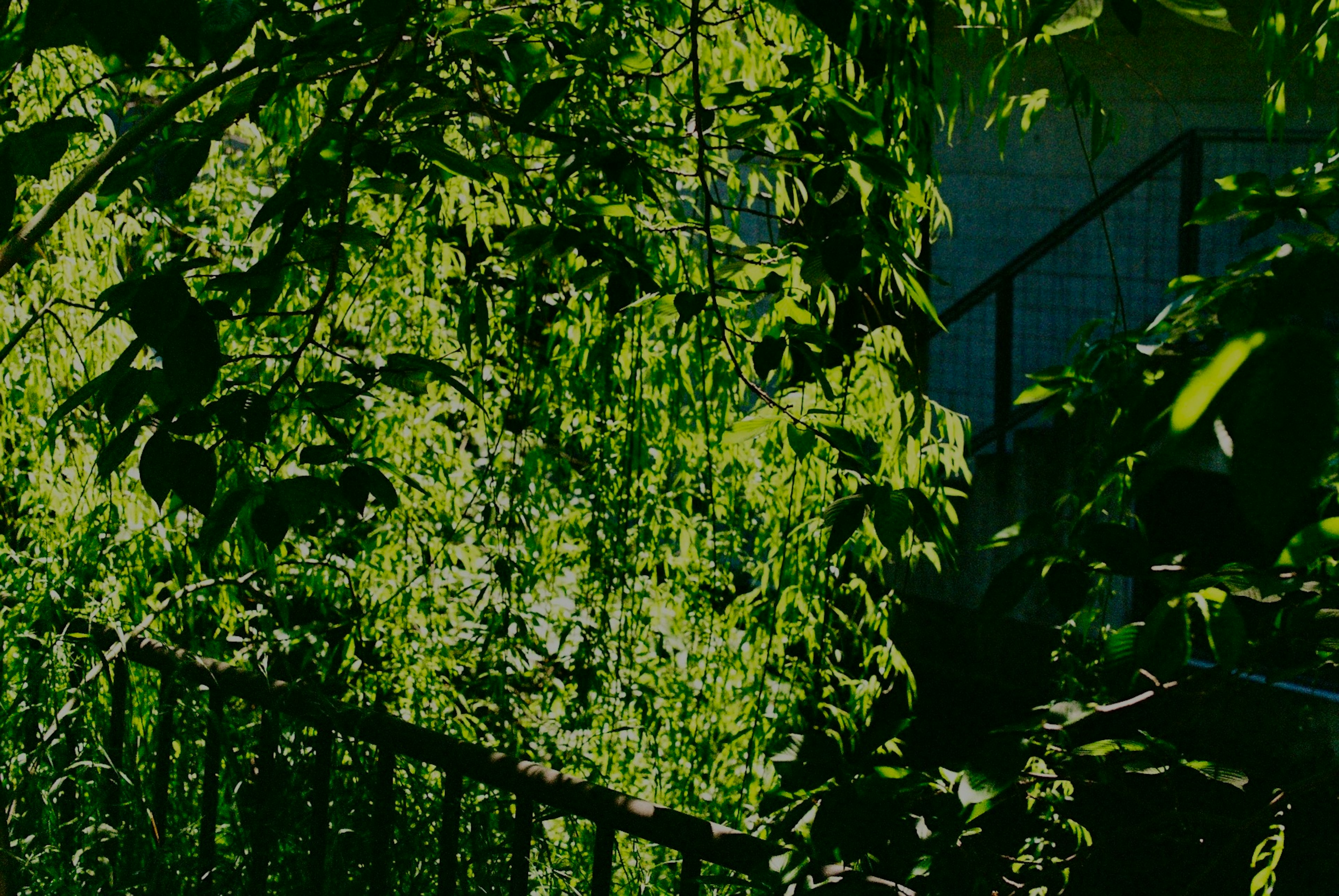 Feuilles vertes luxuriantes encadrant un escalier et une clôture