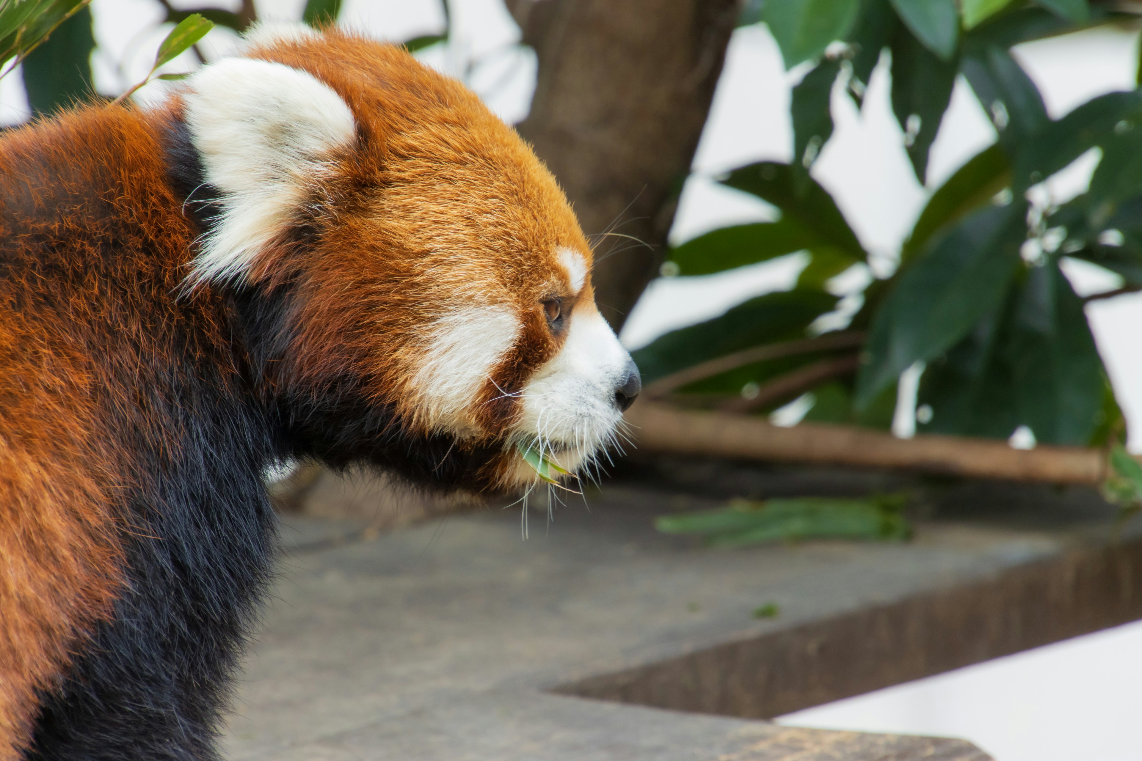 Panda roux regardant sur le côté avec des feuilles vertes en arrière-plan