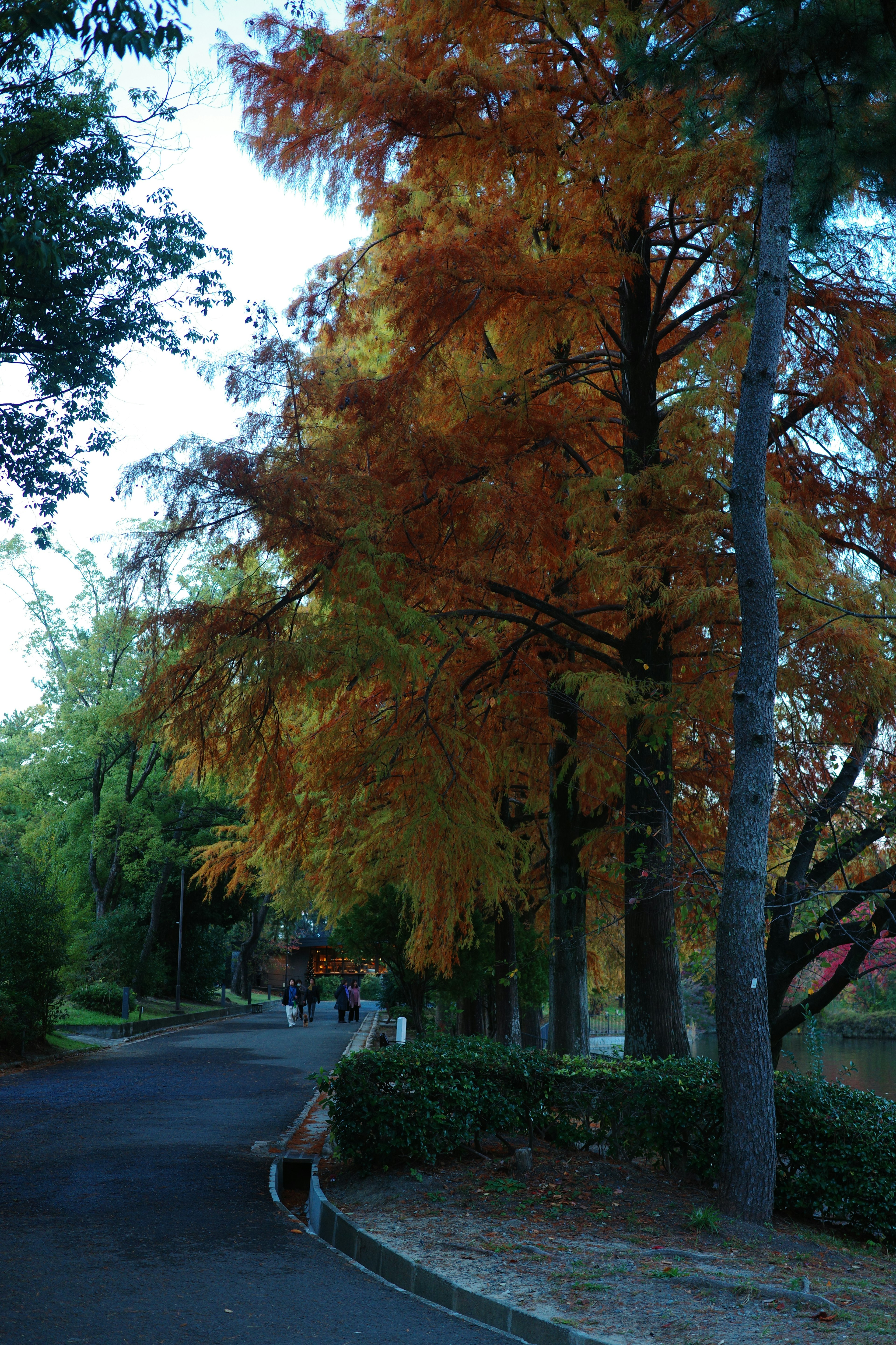 Pathway in a park lined with large trees showcasing autumn colors