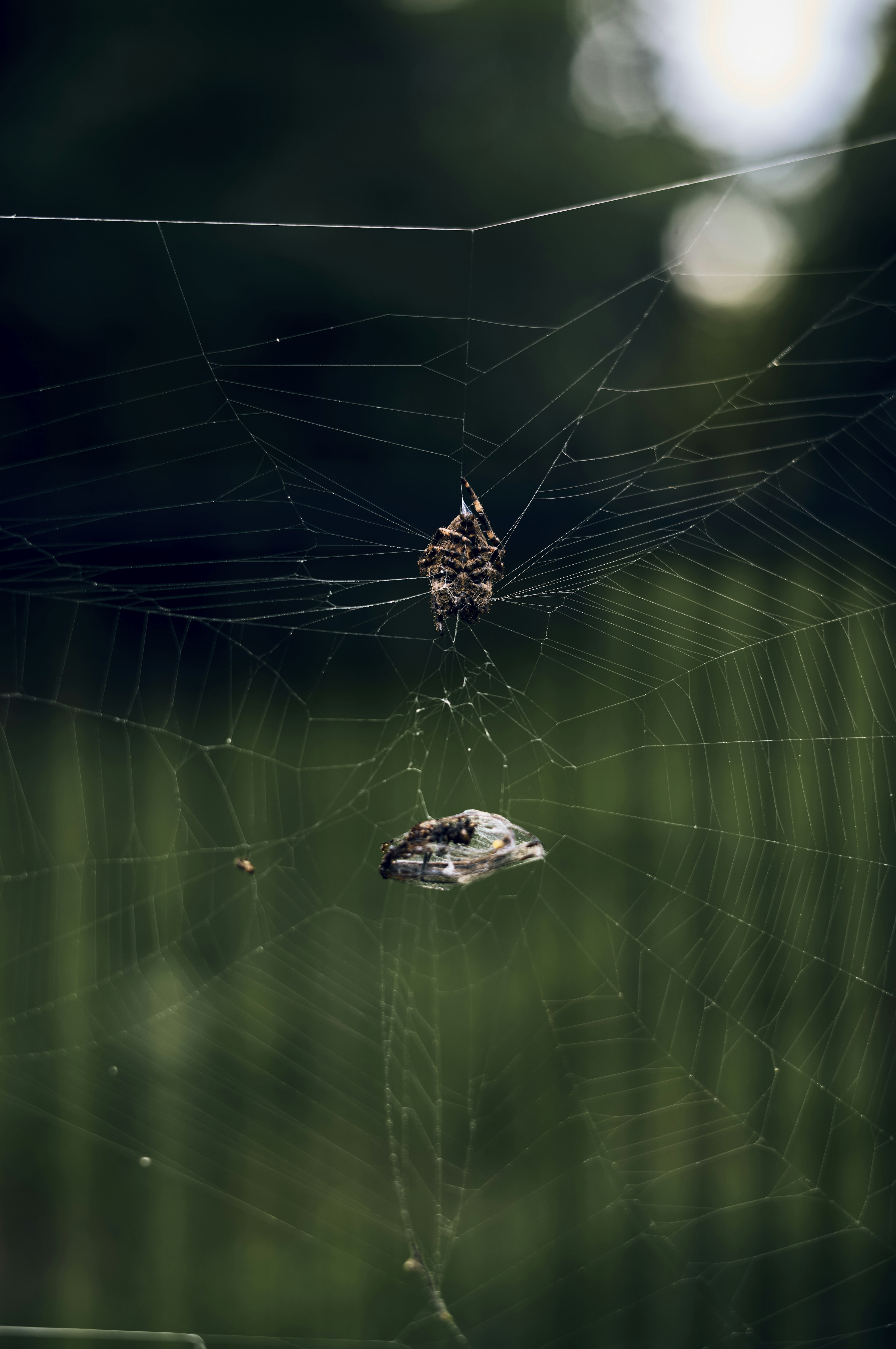 A spider in the center of its web with a blurred green background