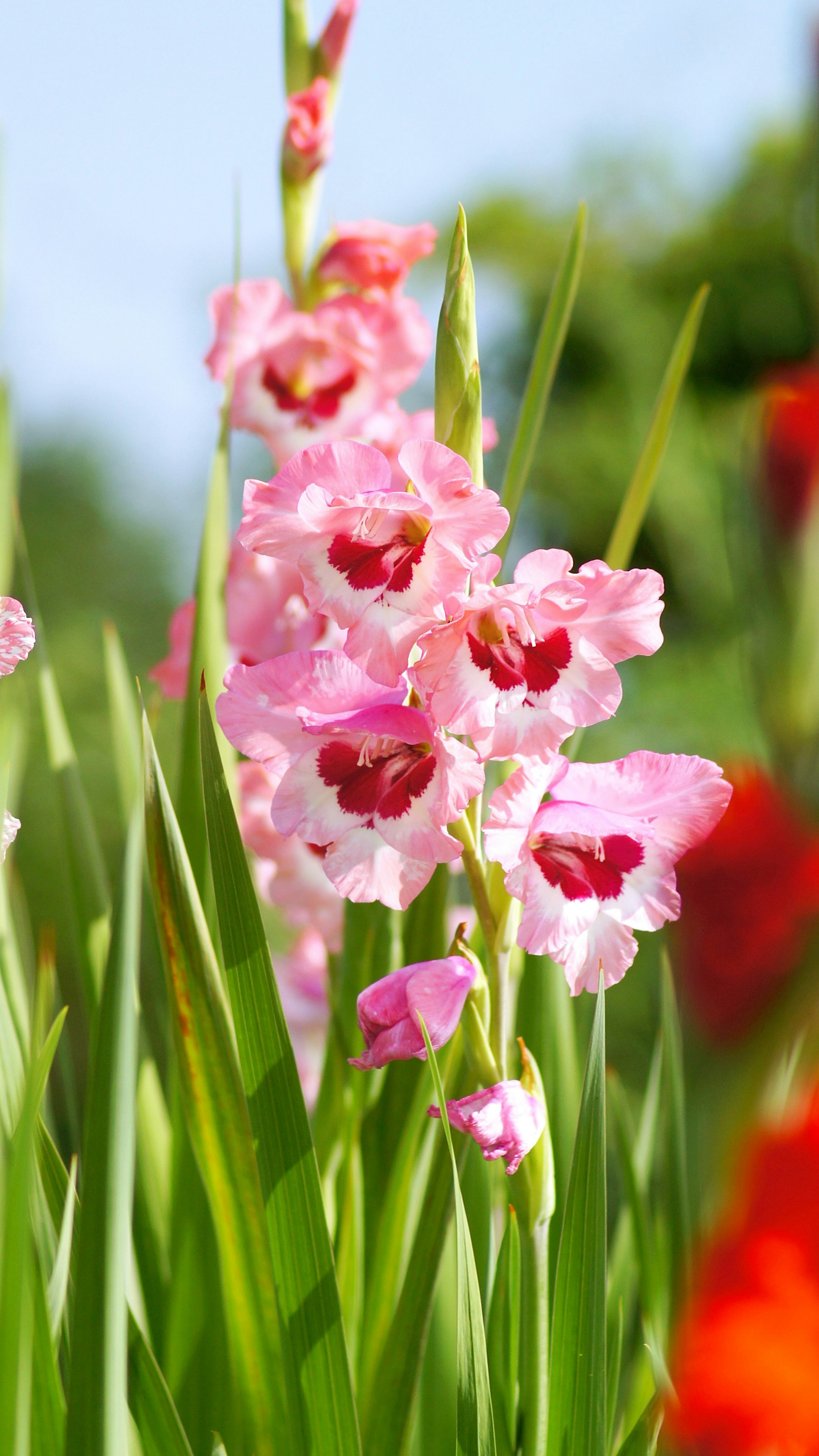 Pink orchids blooming under a clear blue sky