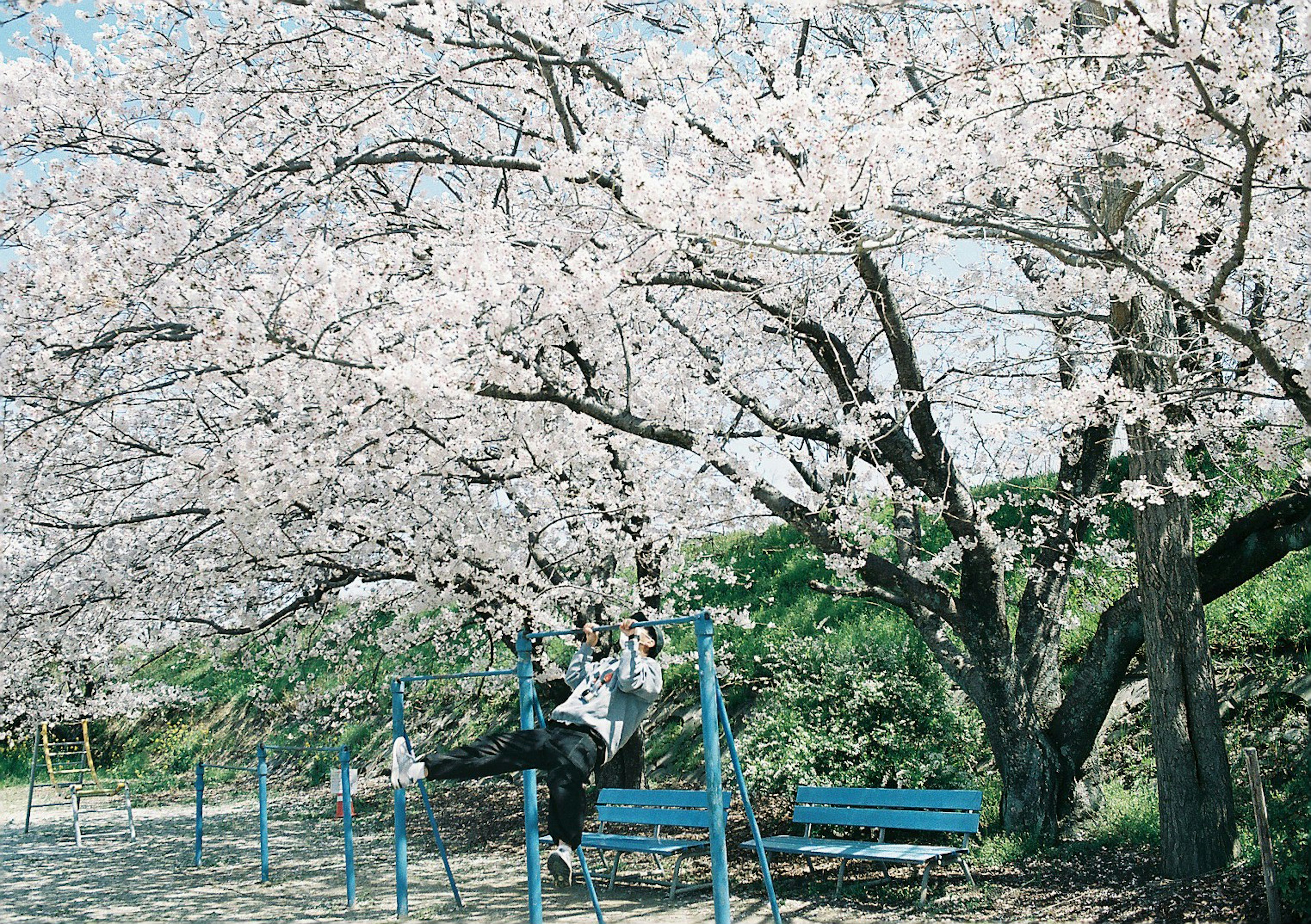 Niño jugando bajo un árbol de cerezo con bancos azules