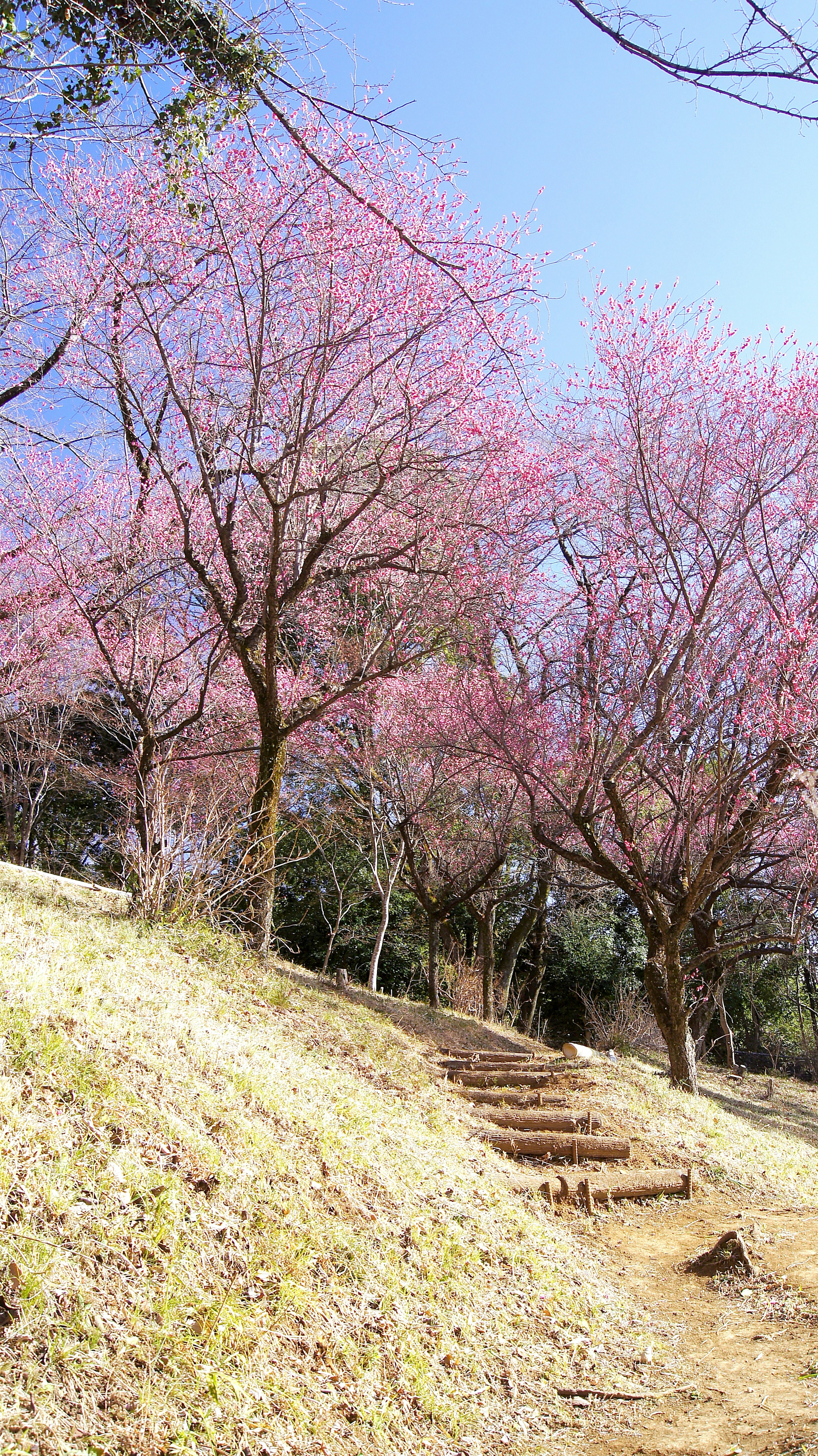 桜の木が咲いている風景と小道