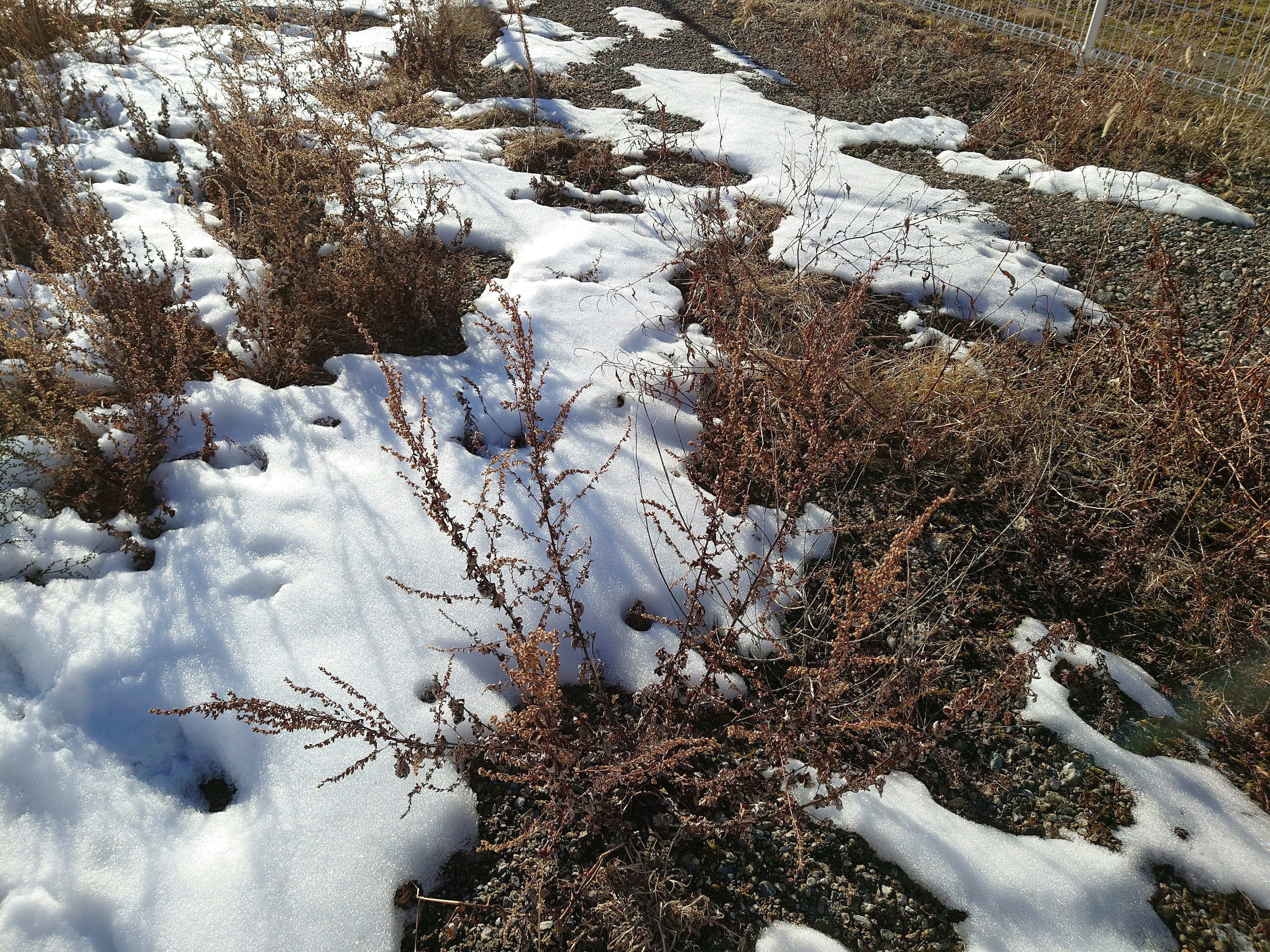 A landscape with patches of snow and dried grass scattered on the ground