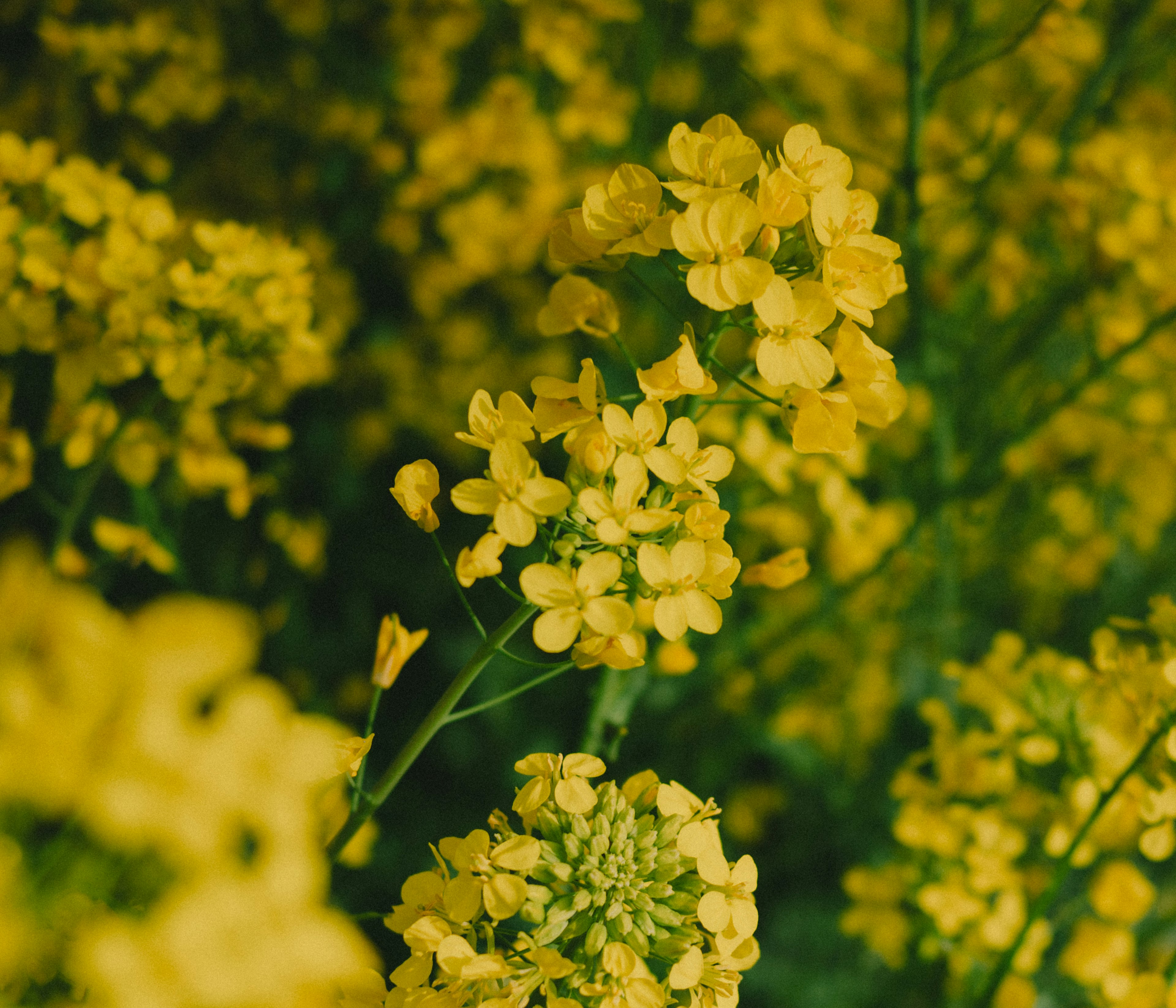 A field of vibrant yellow flowers in full bloom