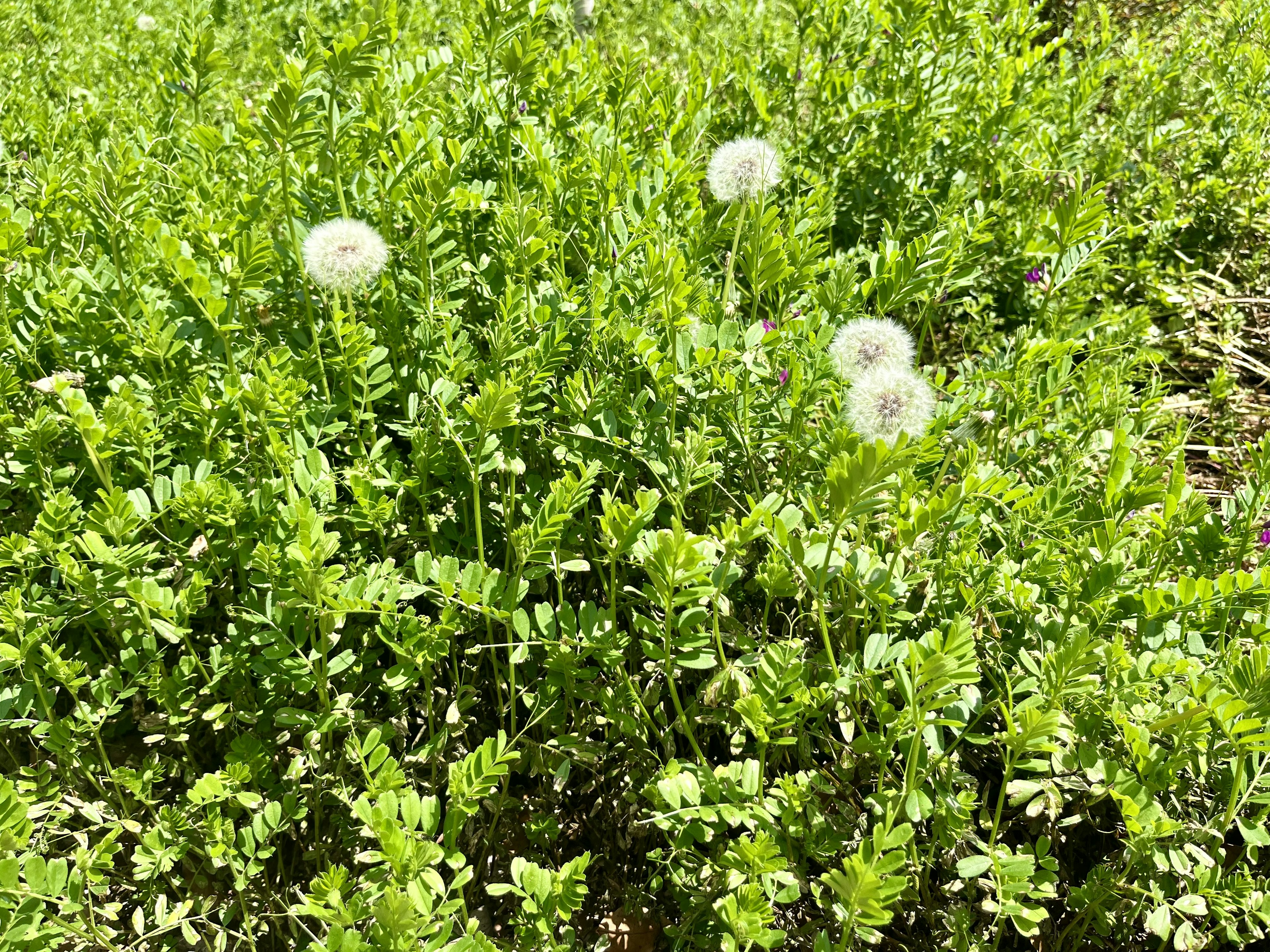 Un campo verde con puffballs de diente de león blancos