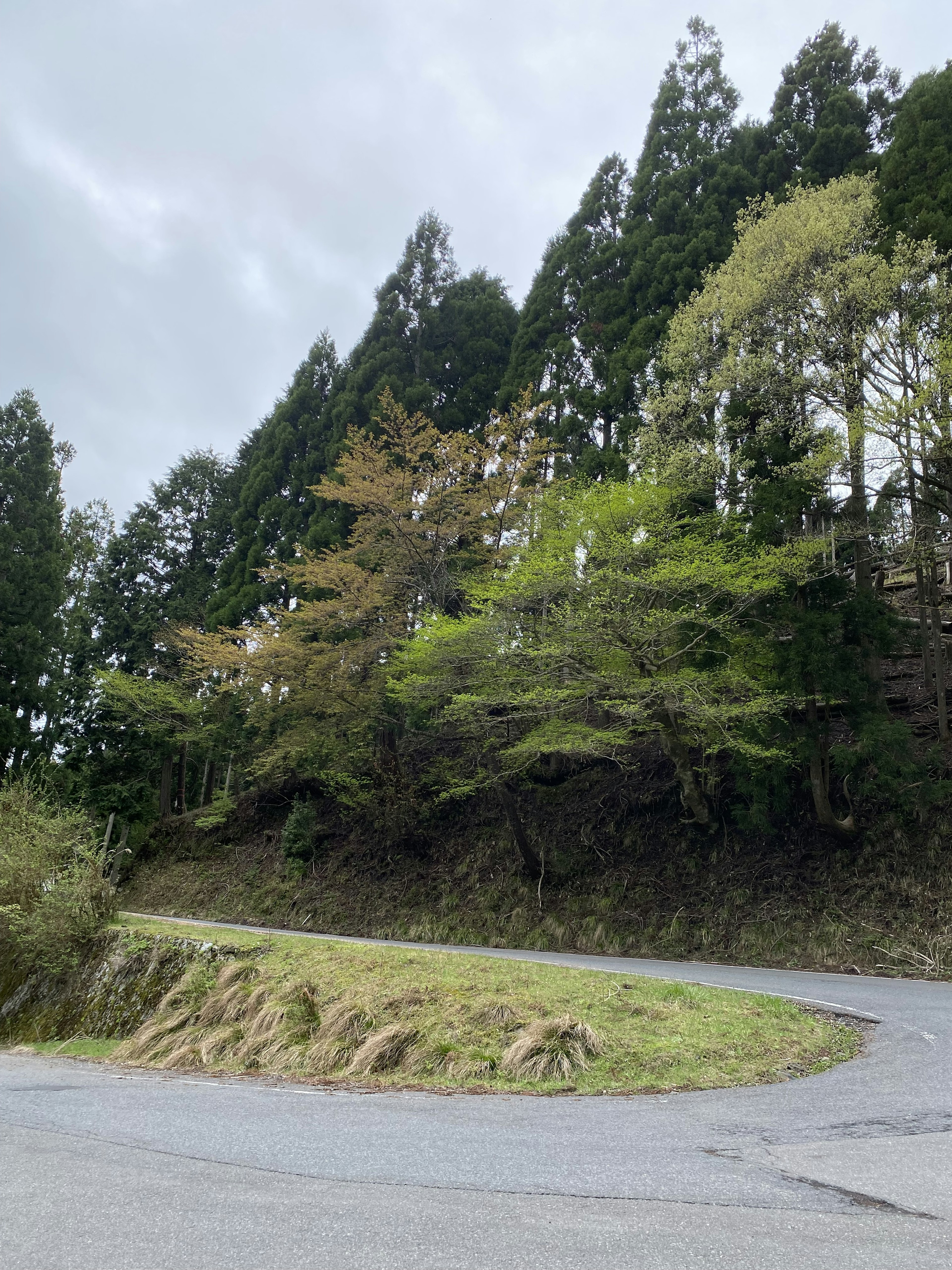 緑の木々が生い茂る曲がりくねった道路の風景