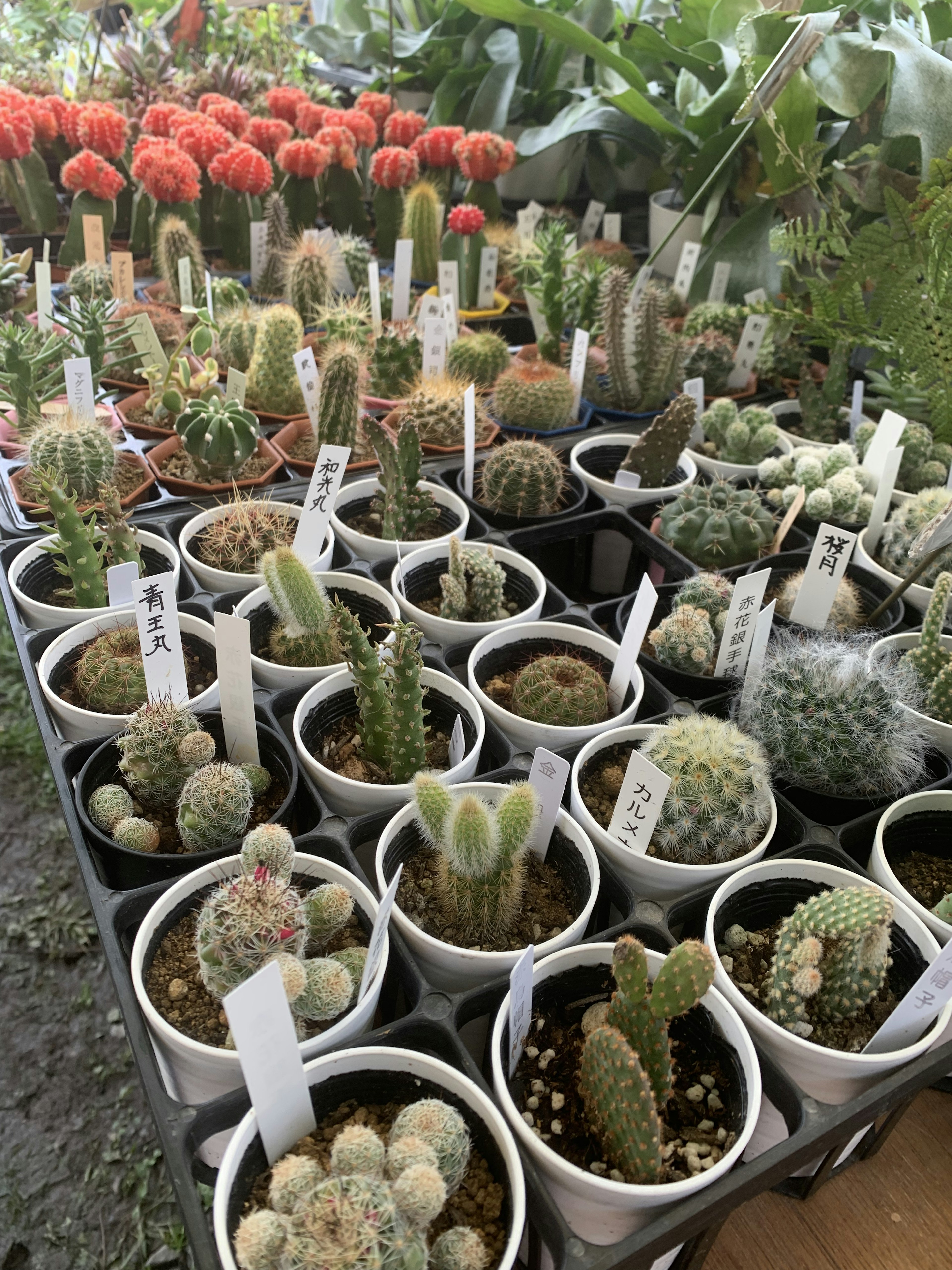 Una variedad de cactus coloridos dispuestos en macetas en un vivero