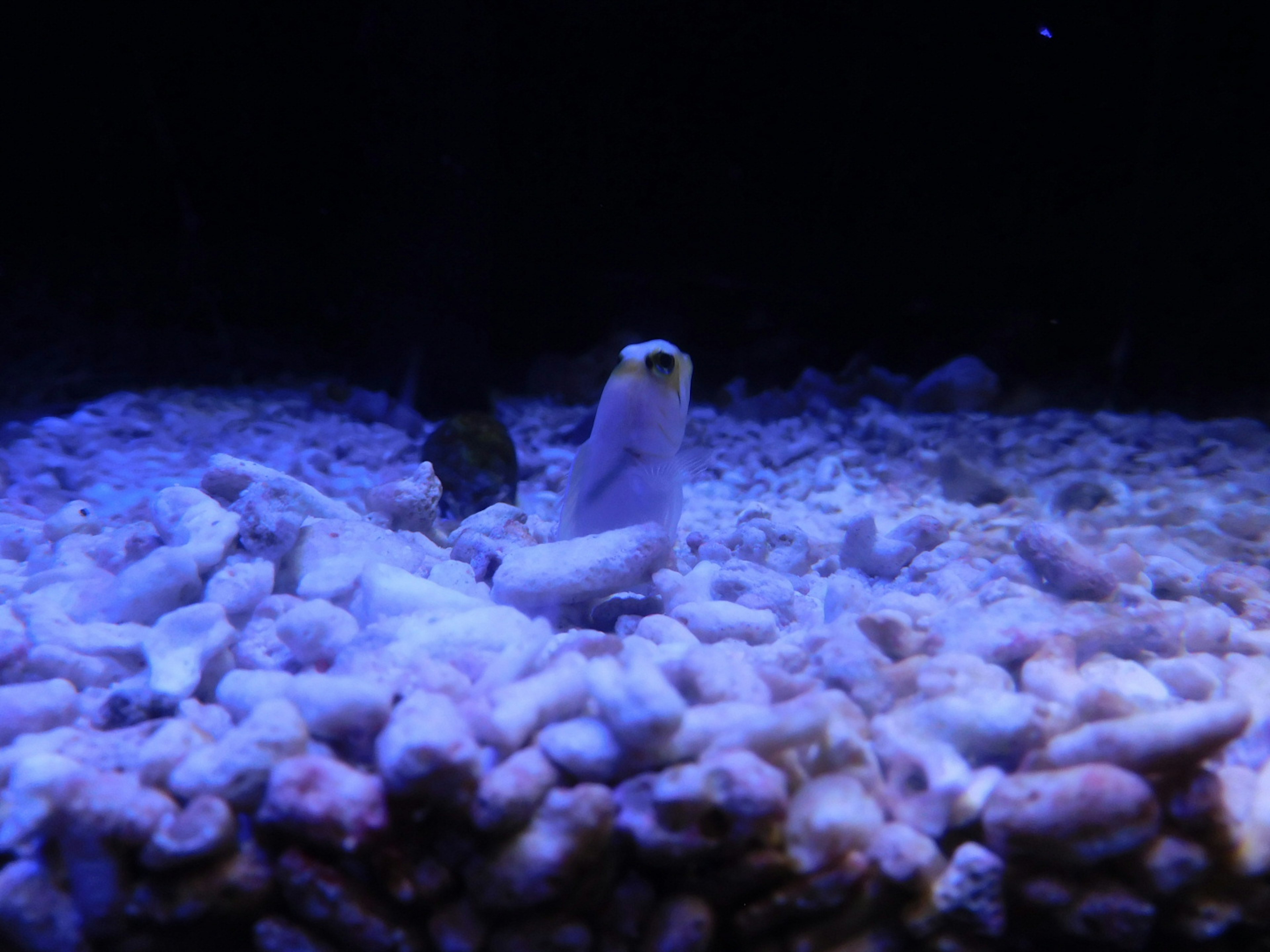 Ein weißer Aal, der auf dem Substrat in einem dunklen Aquarium von blauem Licht beleuchtet wird