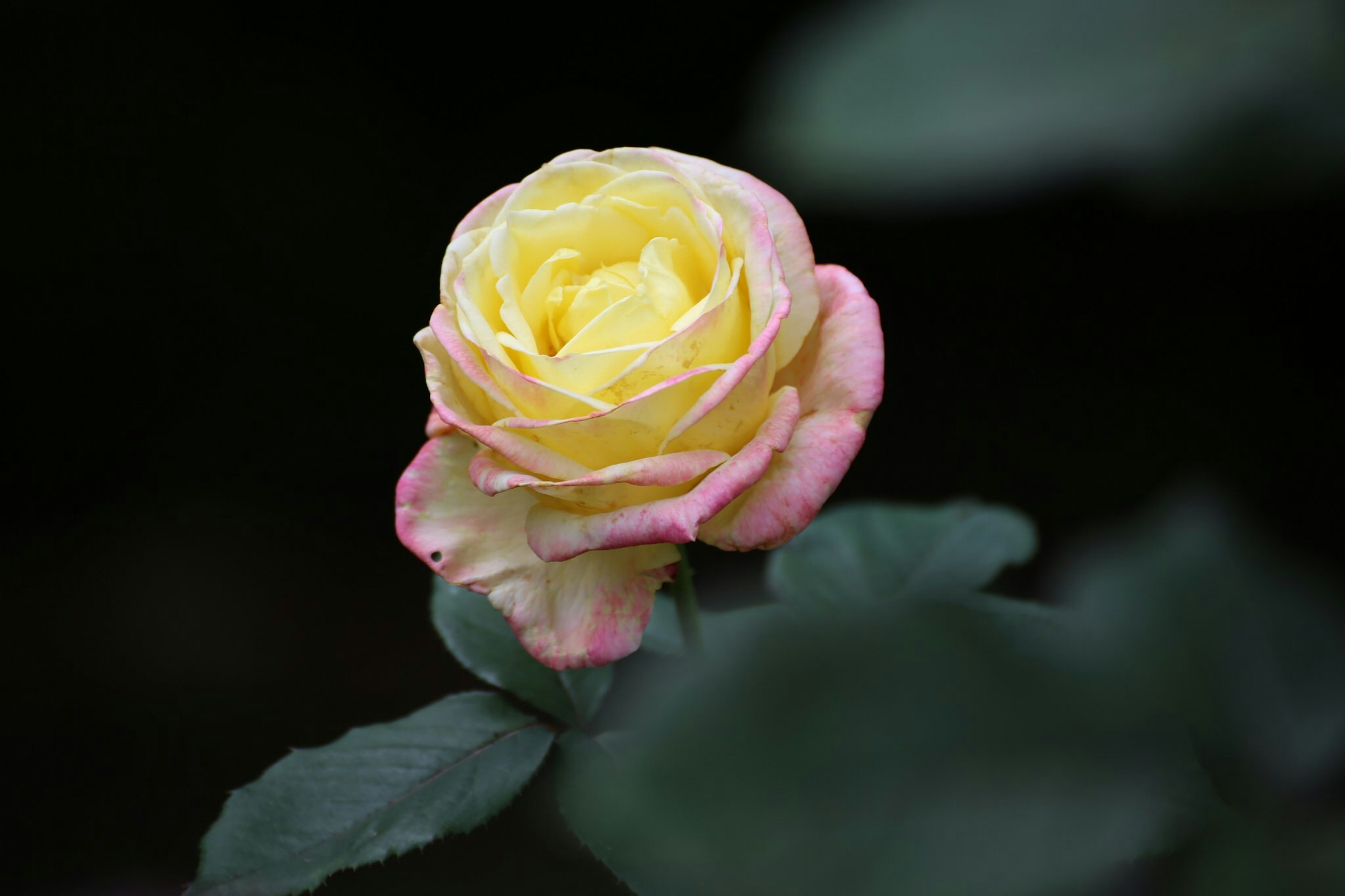 Una rosa amarillo pálido y rosa floreciendo sobre hojas verdes