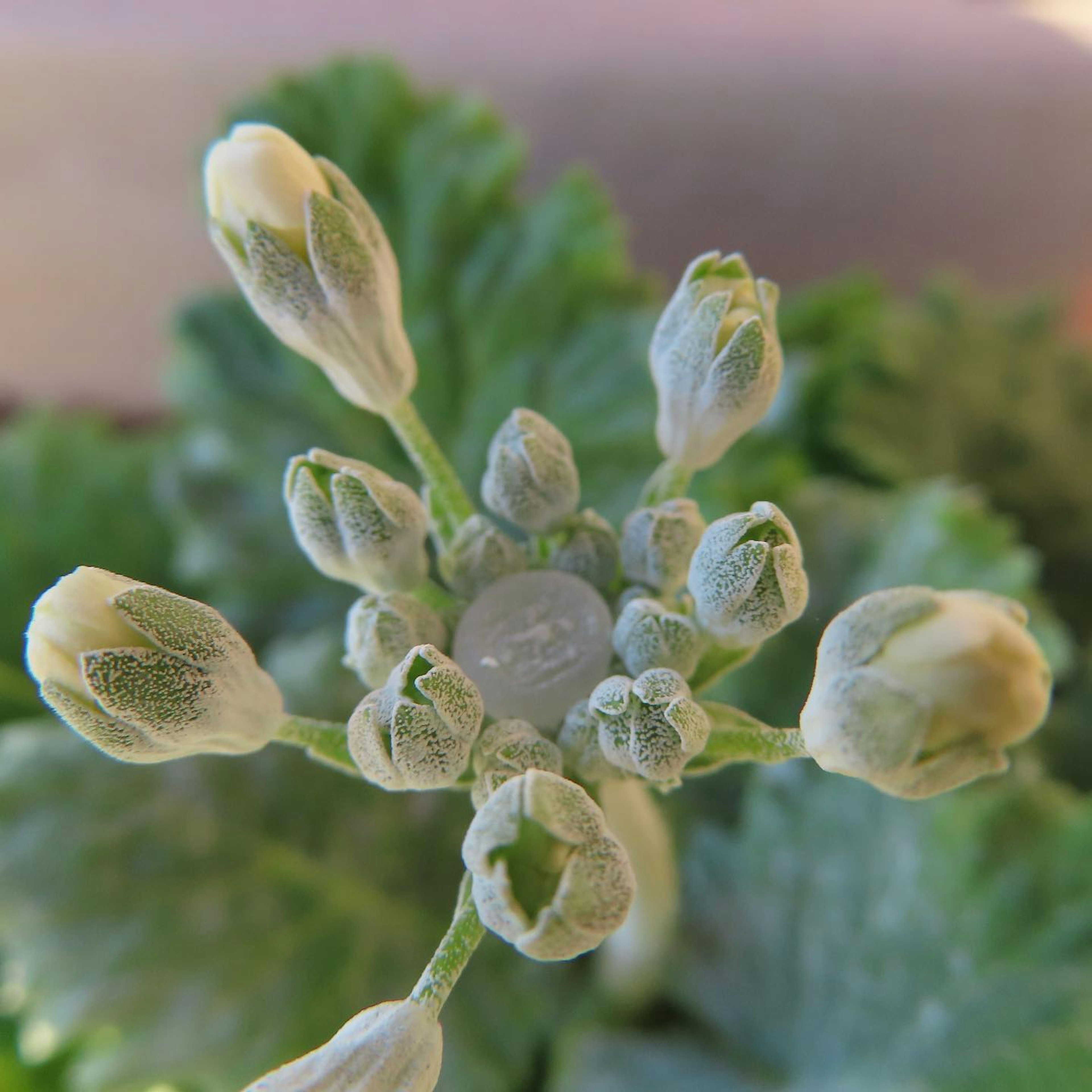 Plante avec des boutons floraux regroupés sur des feuilles vertes