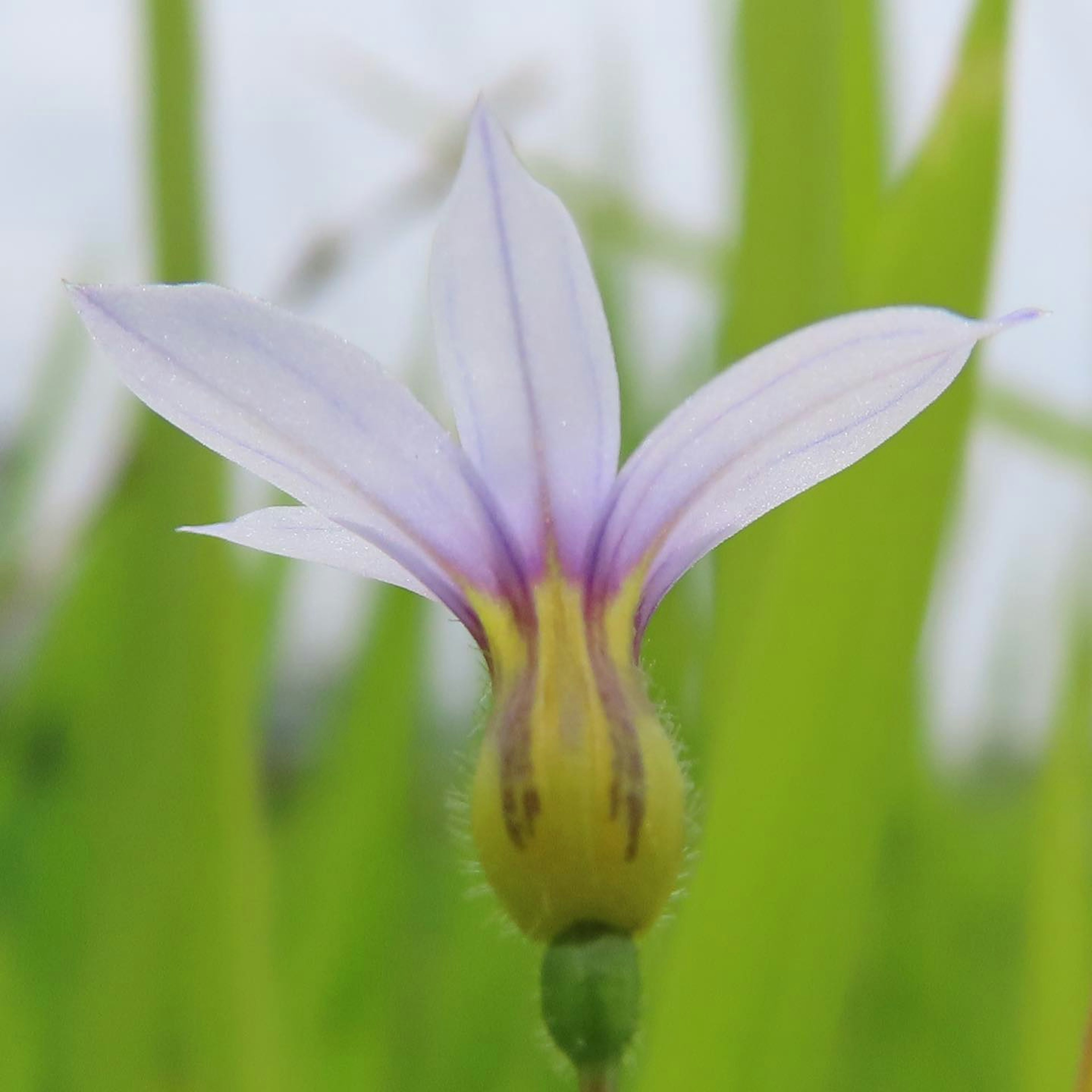 特写的美丽花朵，带有紫色花瓣