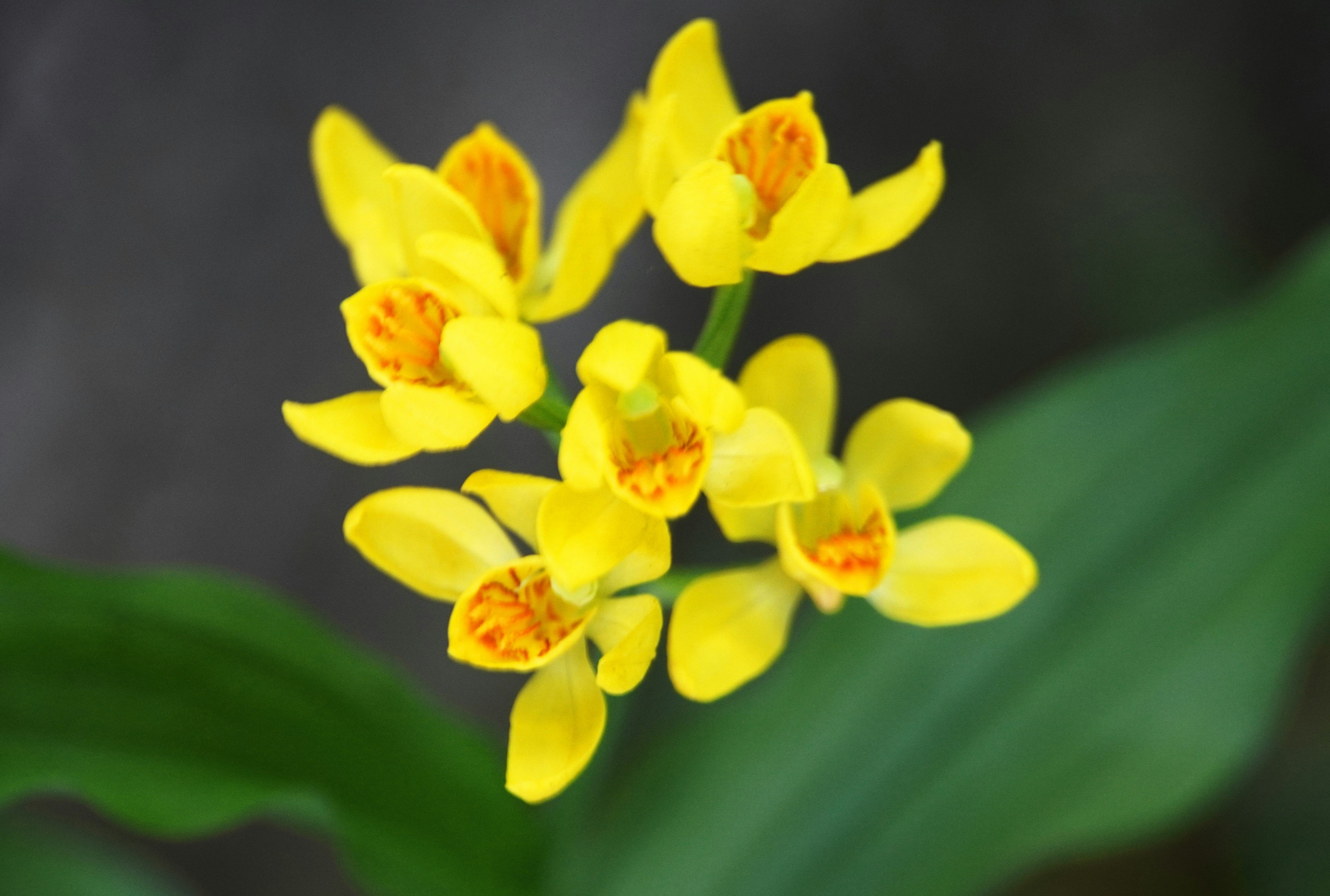 Close-up of an orchid with bright yellow petals