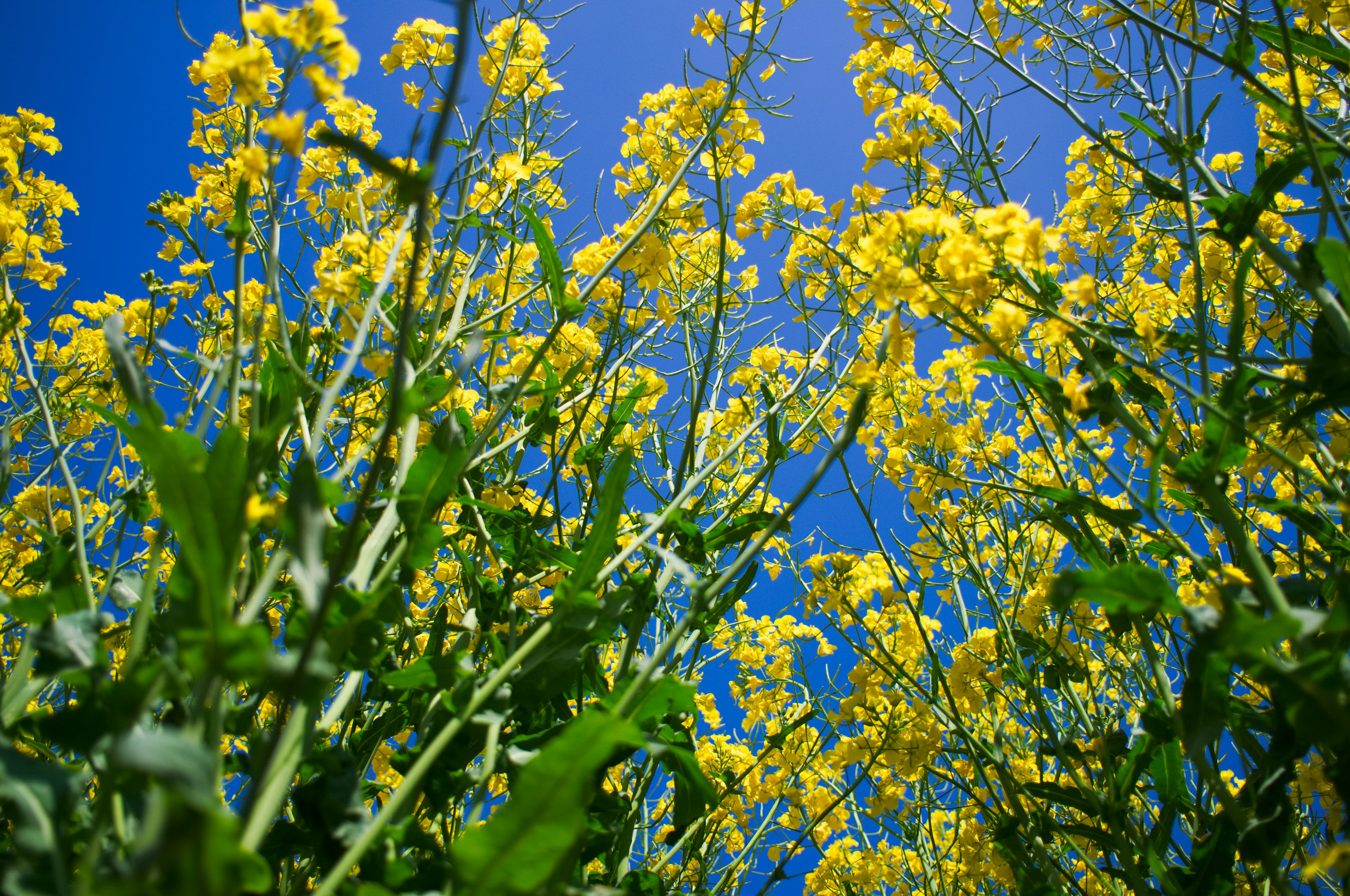 Massa di fiori gialli sotto un cielo blu