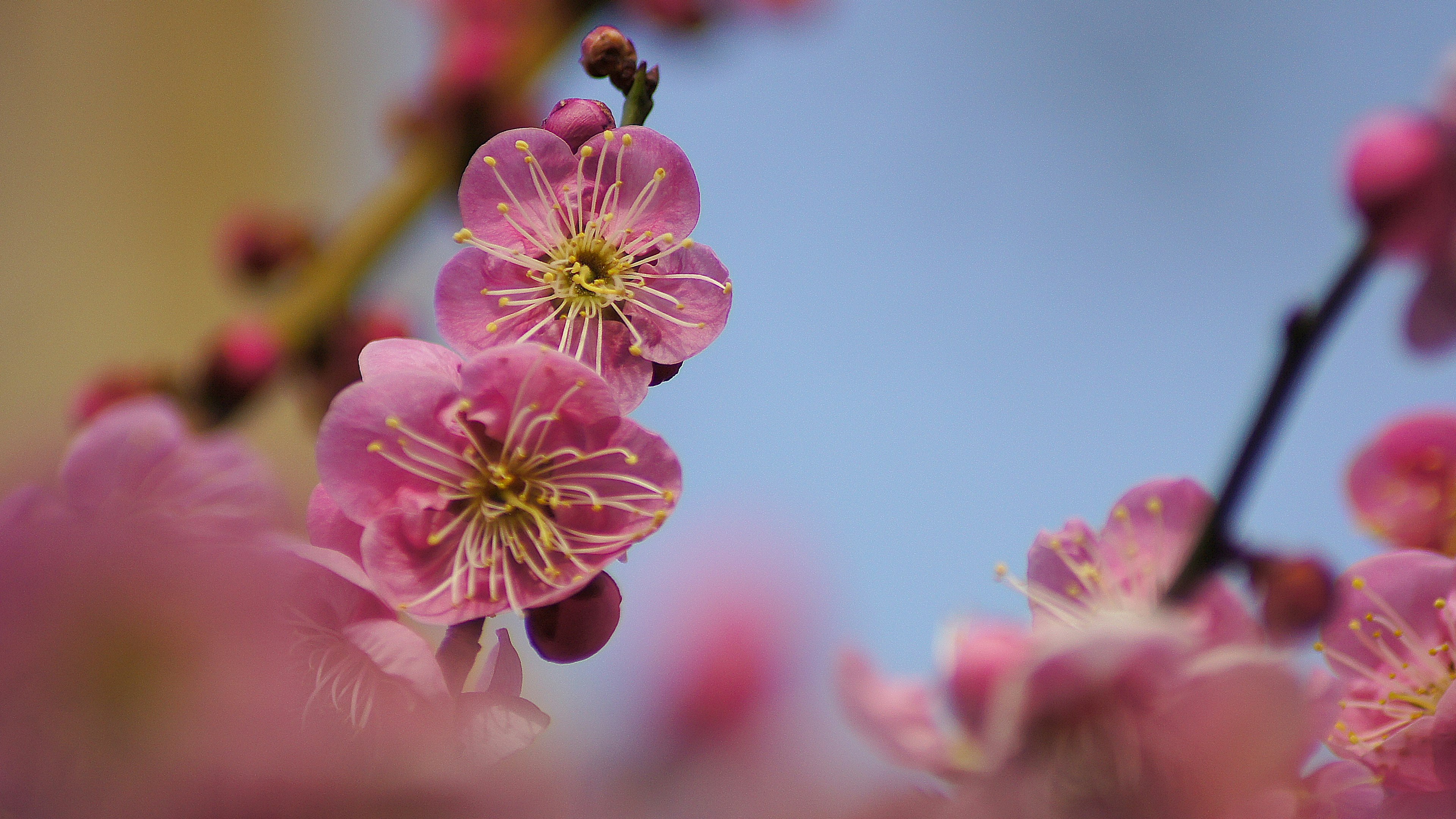 Primo piano di fiori di prugno rosa su un ramo con uno sfondo di cielo blu