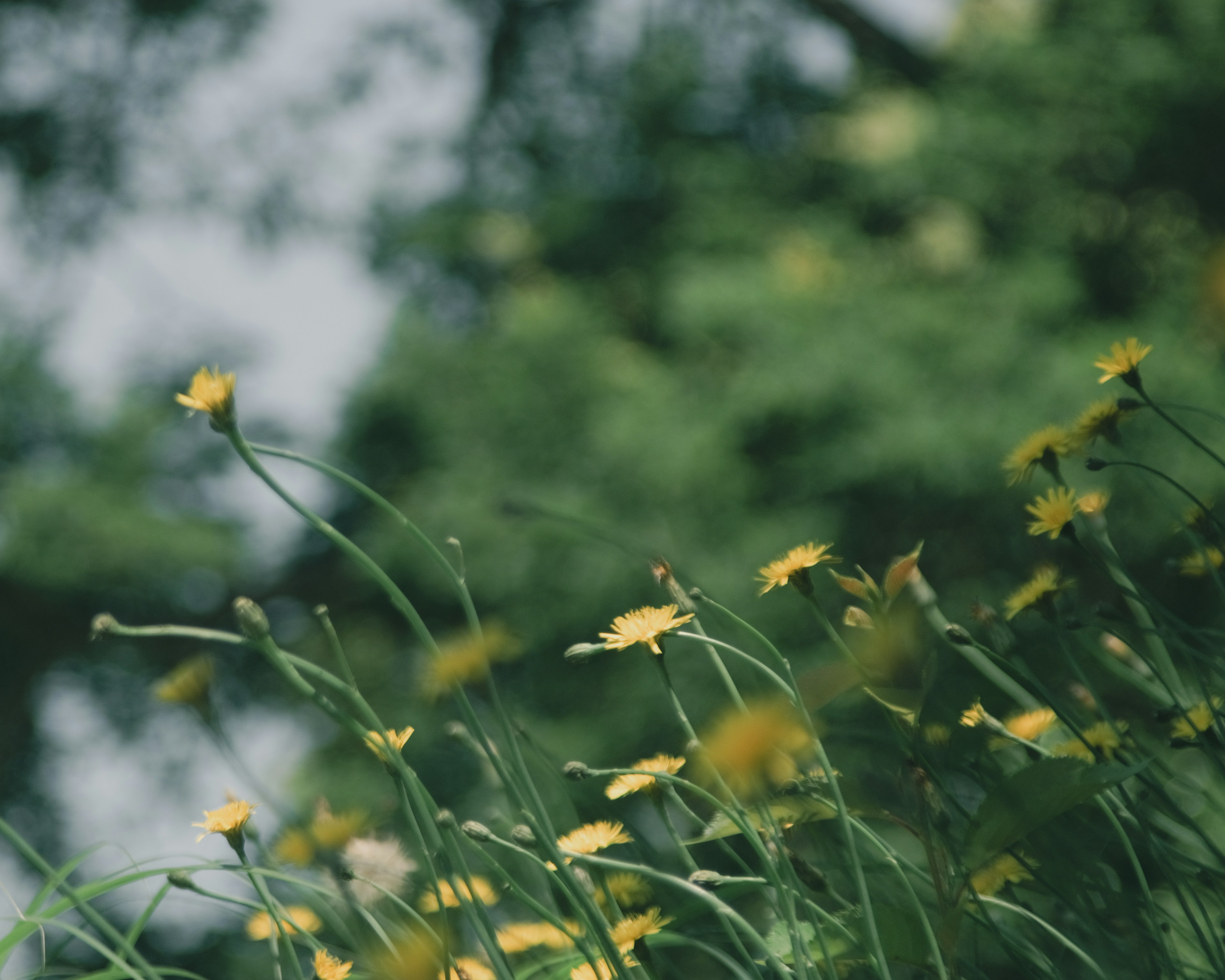 Paisaje con flores amarillas sobre un fondo verde