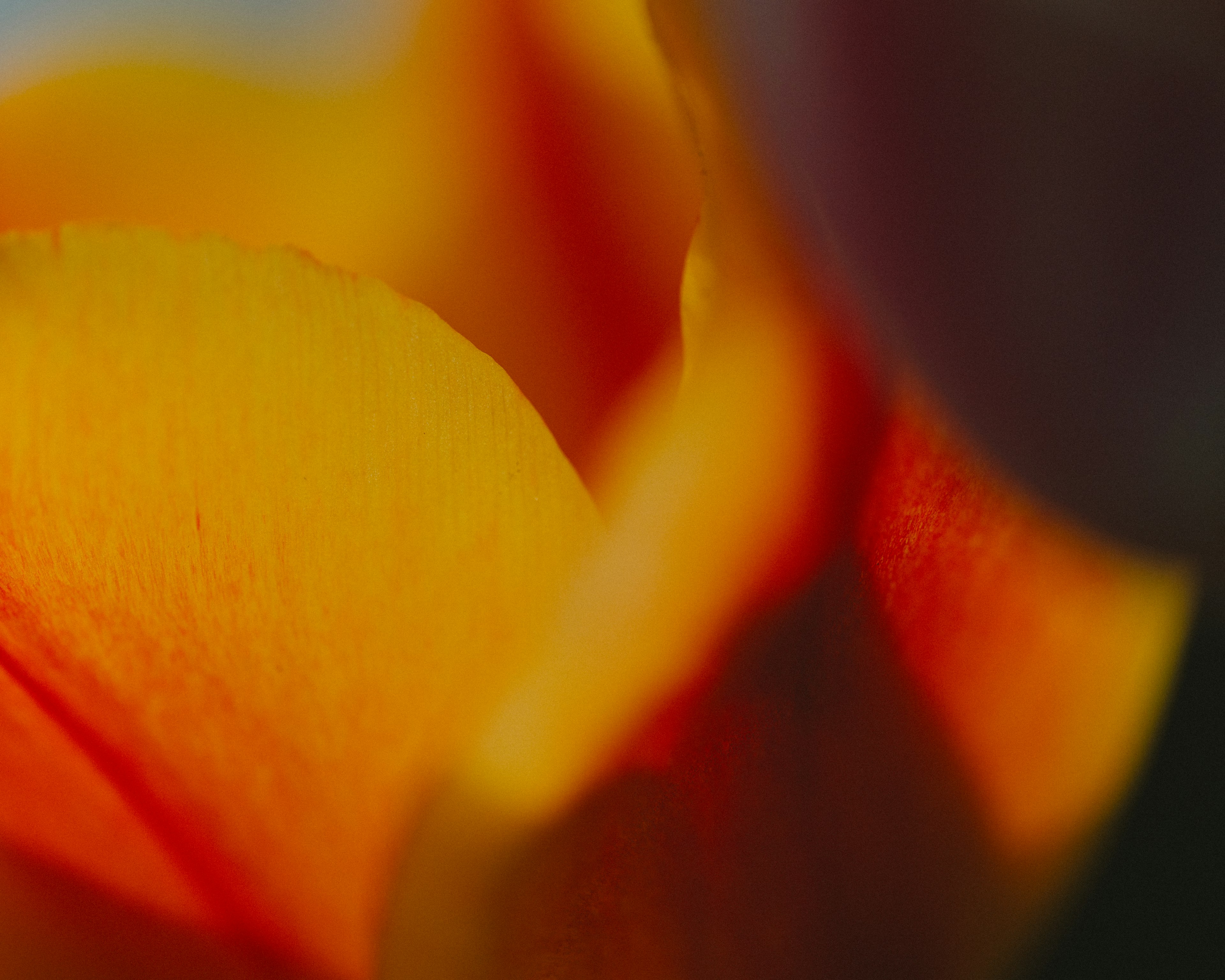 Acercamiento de pétalos de flor naranja que muestran colores vibrantes y texturas suaves