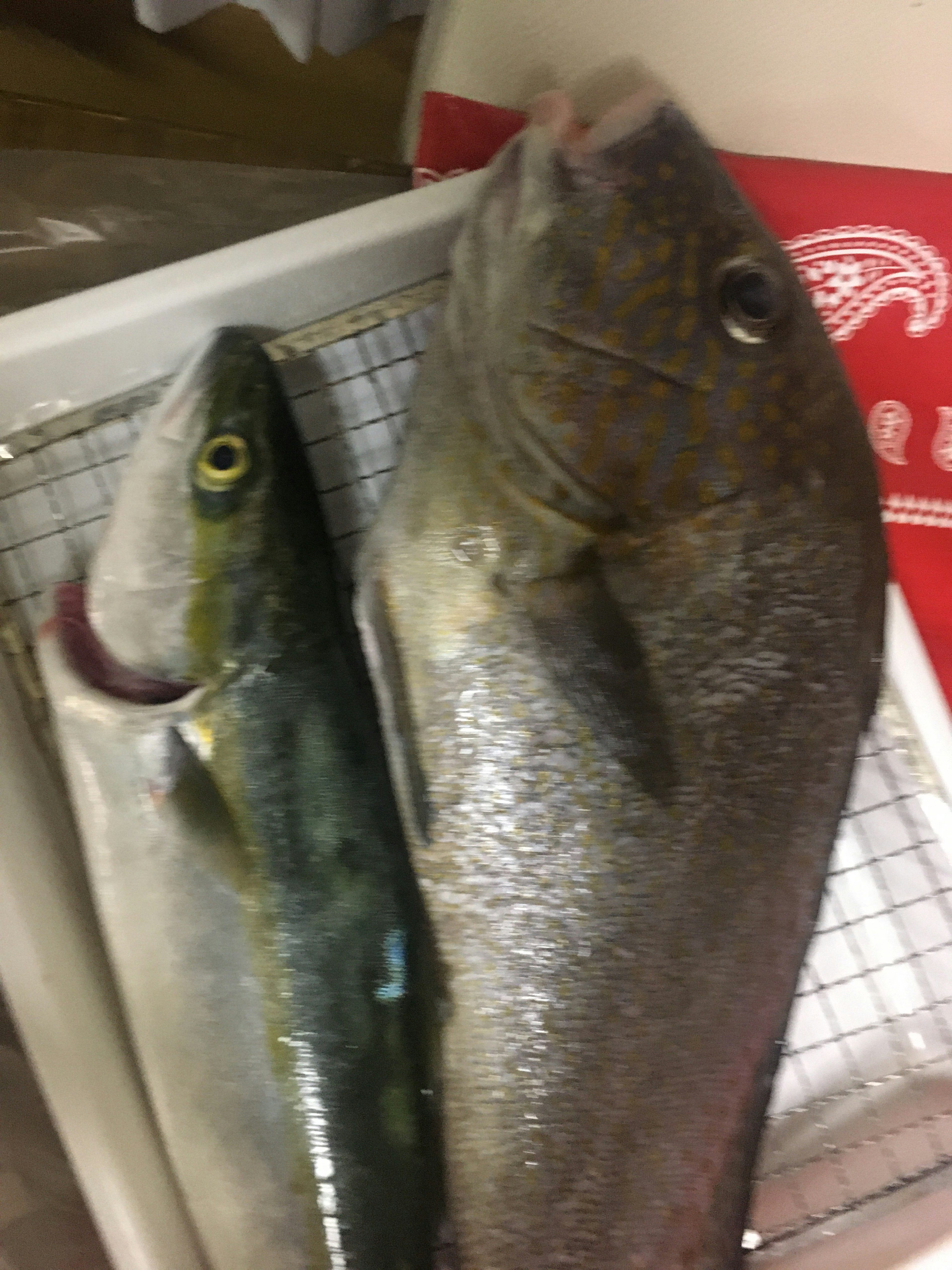 Two fresh fish displayed side by side