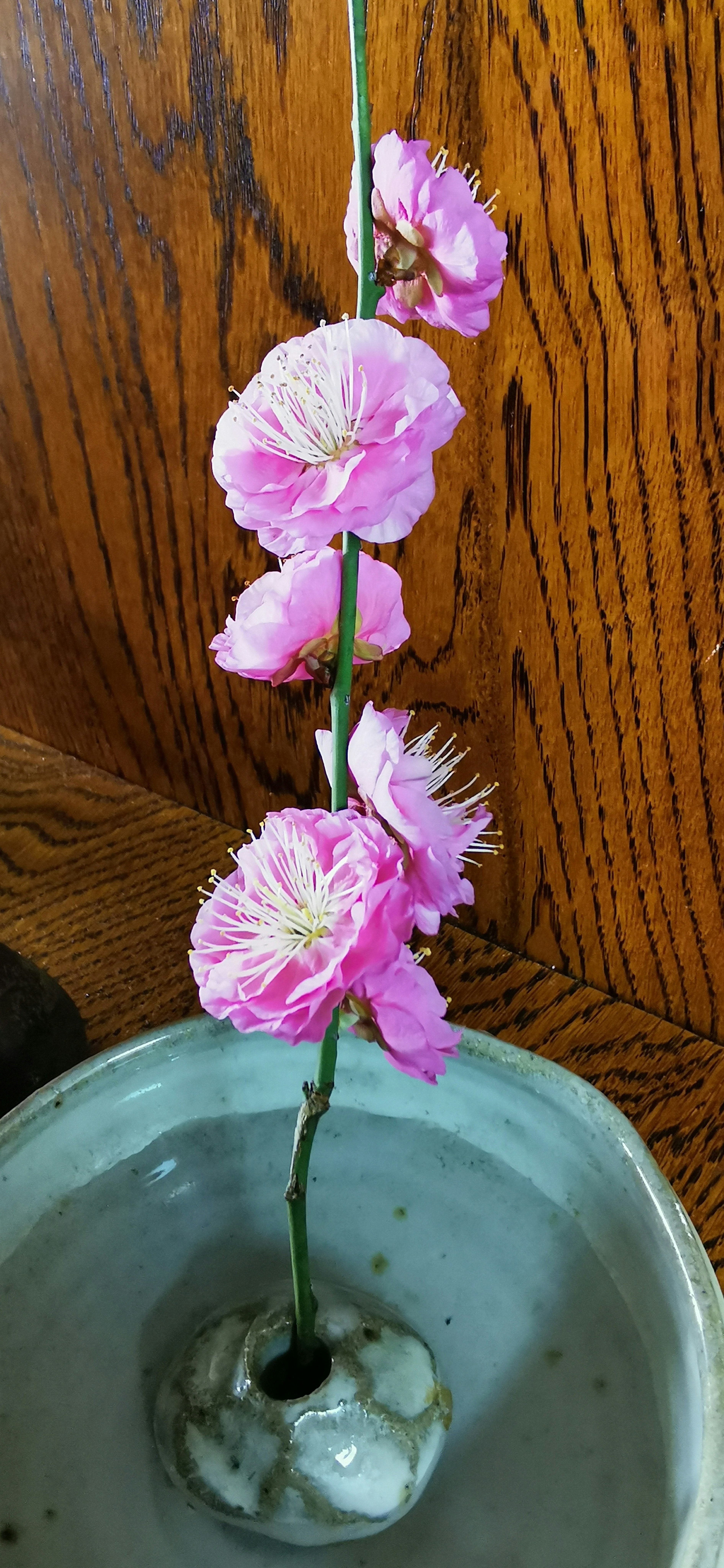 一個花藝作品，含有沿著單一莖生長的粉色花朵，放在陶瓷花瓶中