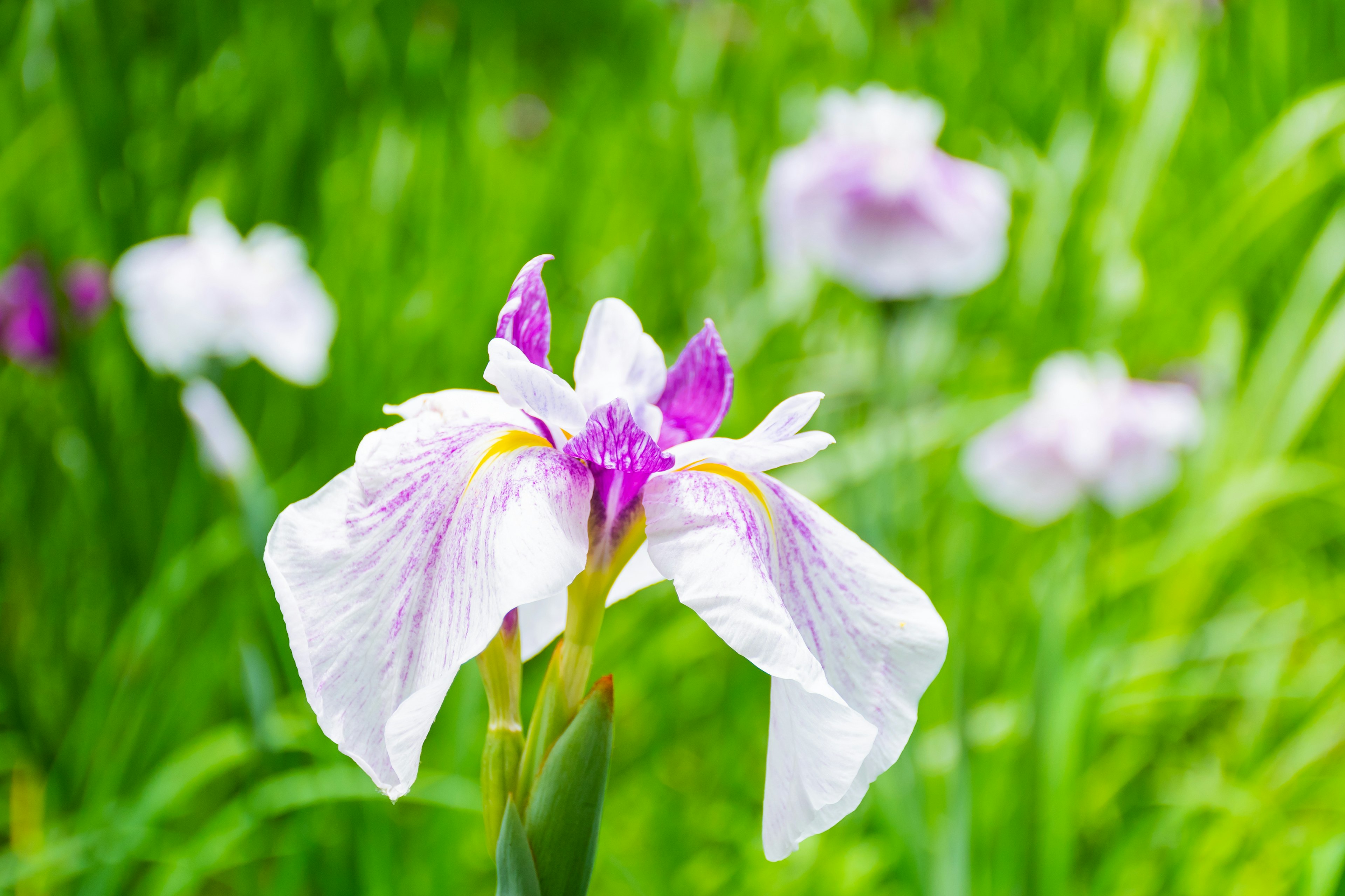 Una flor con pétalos blancos y marcas moradas floreciendo en un prado verde