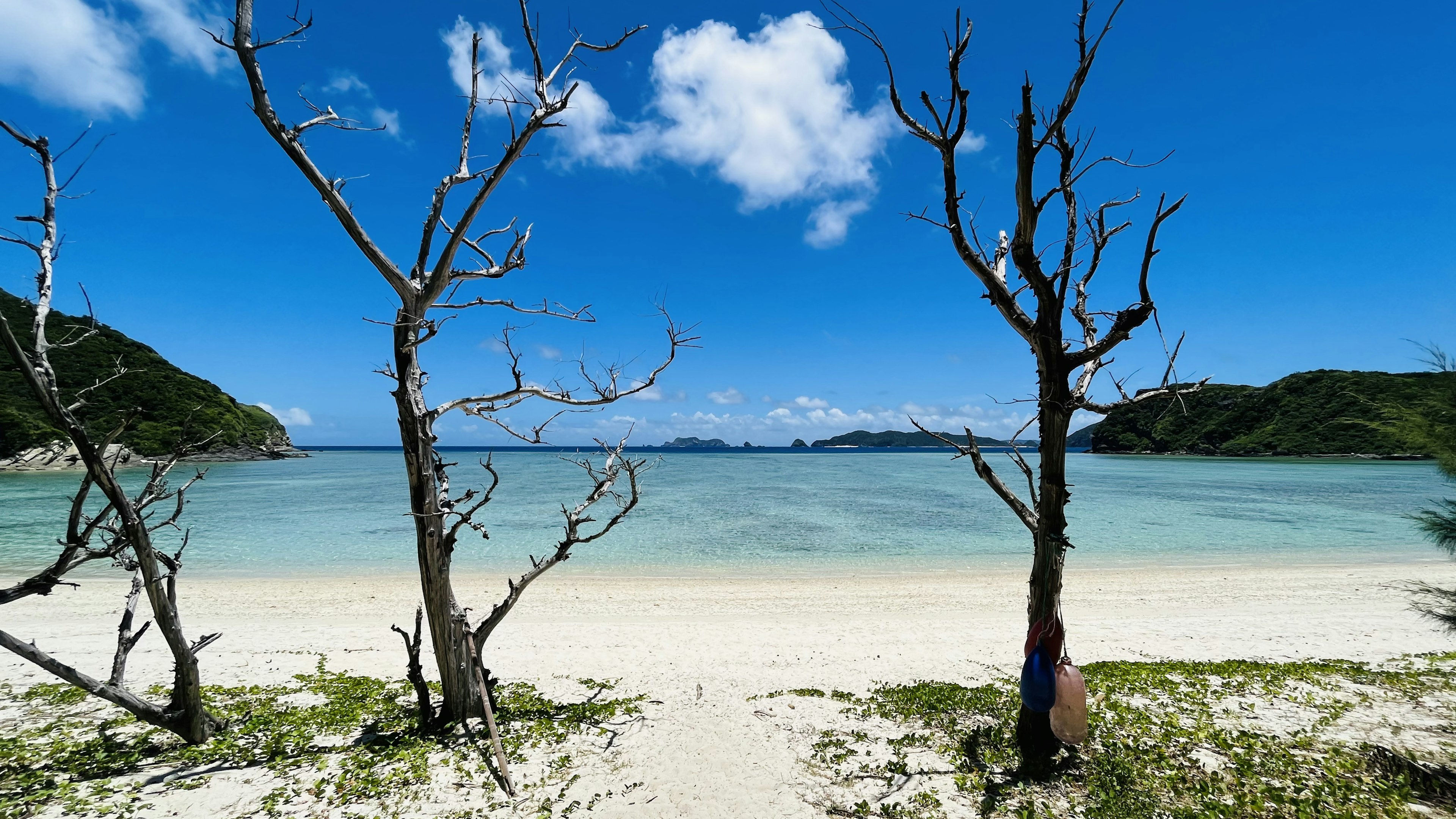 美丽的海滩景色，蓝天和海洋两棵干枯的树框住了画面