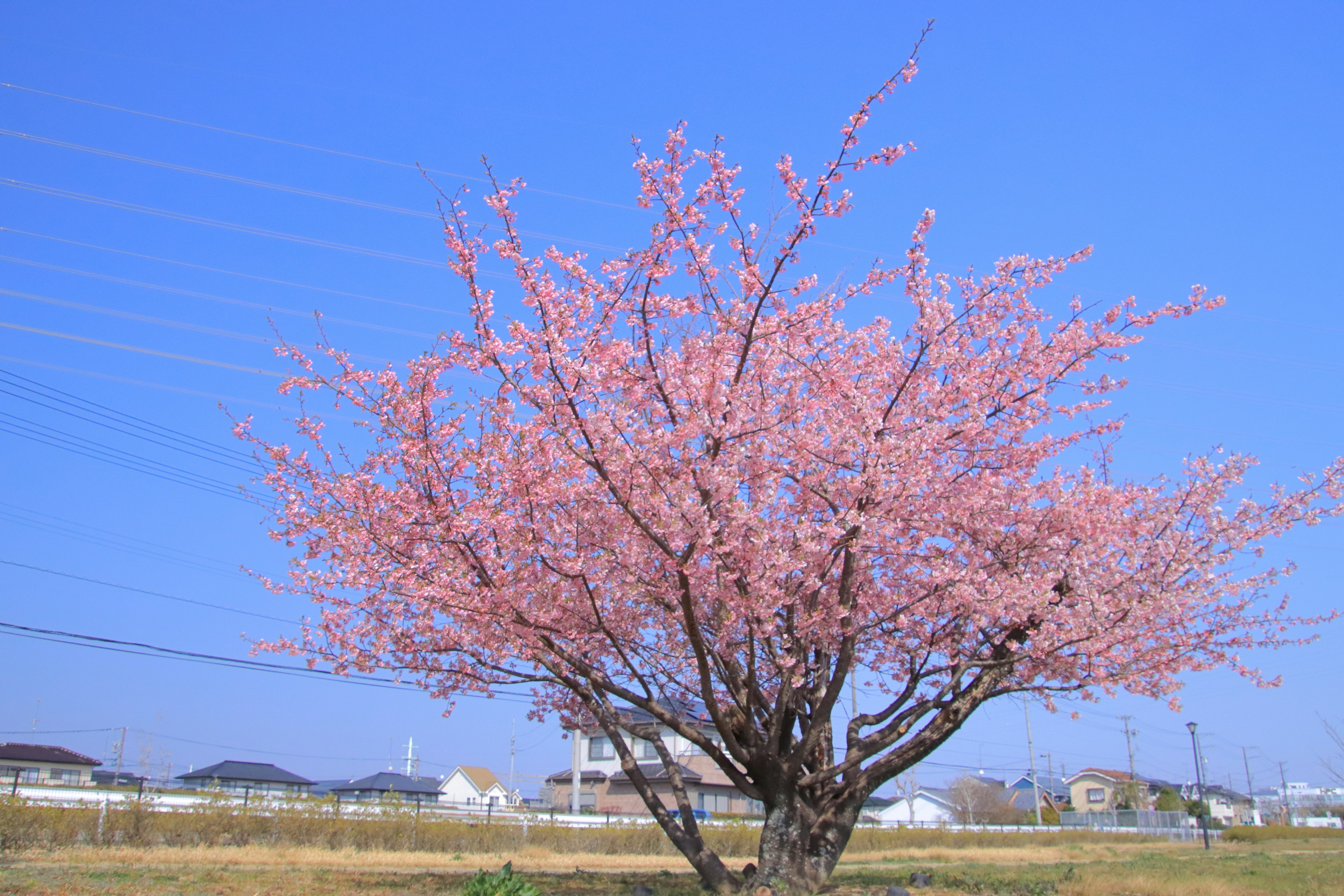 Un cerisier en fleurs sous un ciel bleu dégagé