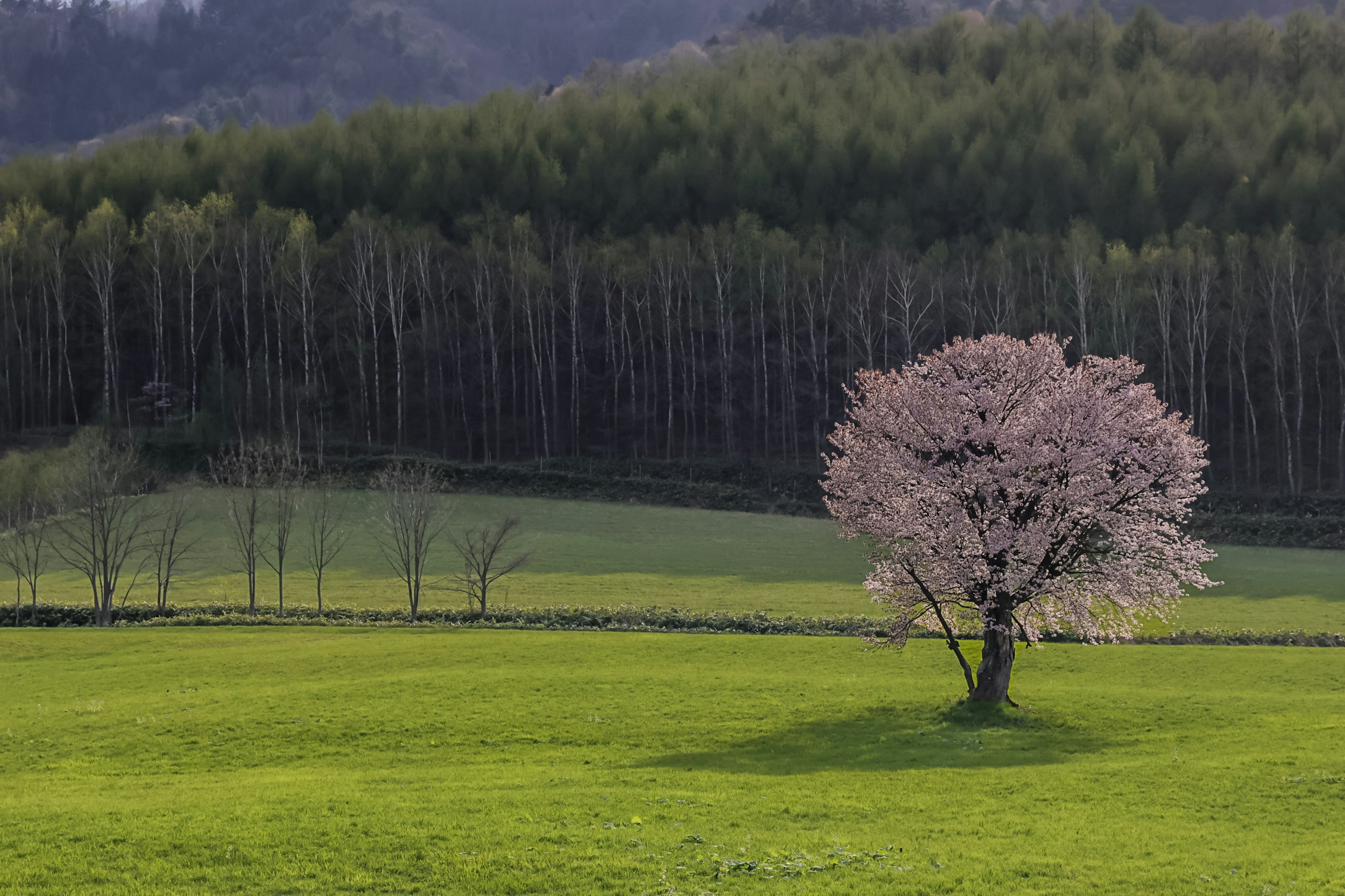 緑の草原に立つ桜の木とその影