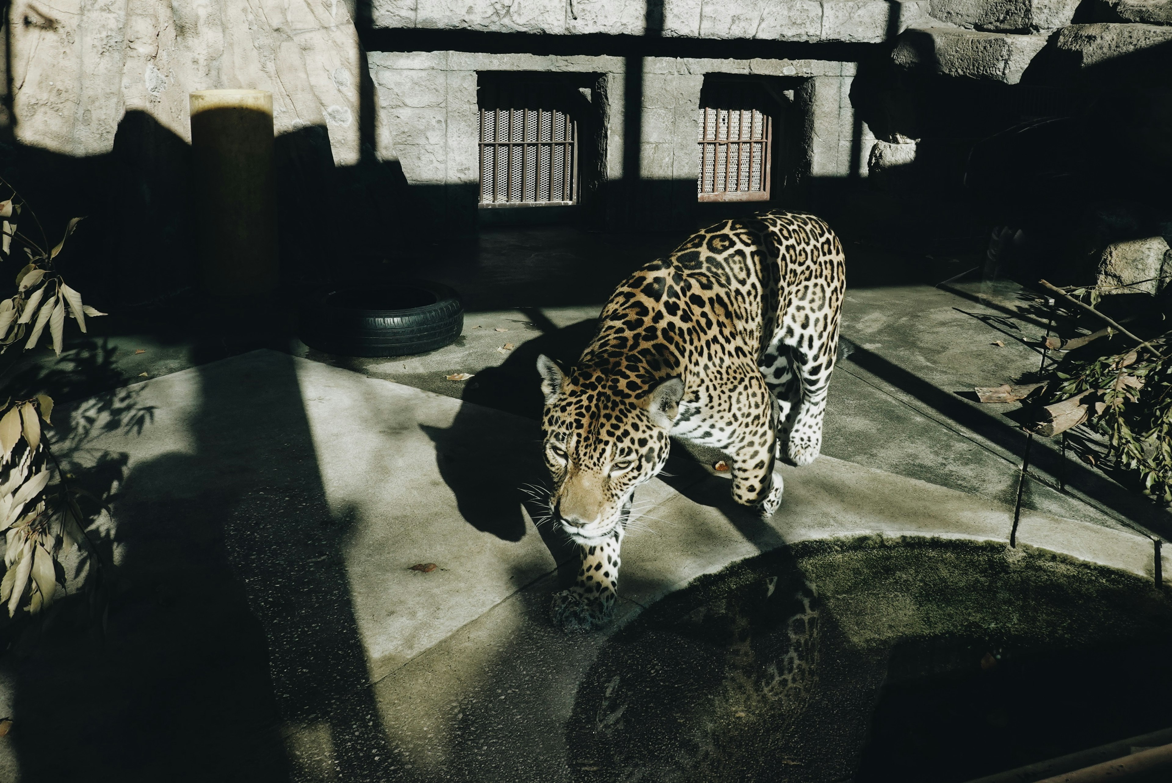 Jaguar walking near water with zoo structures in the background