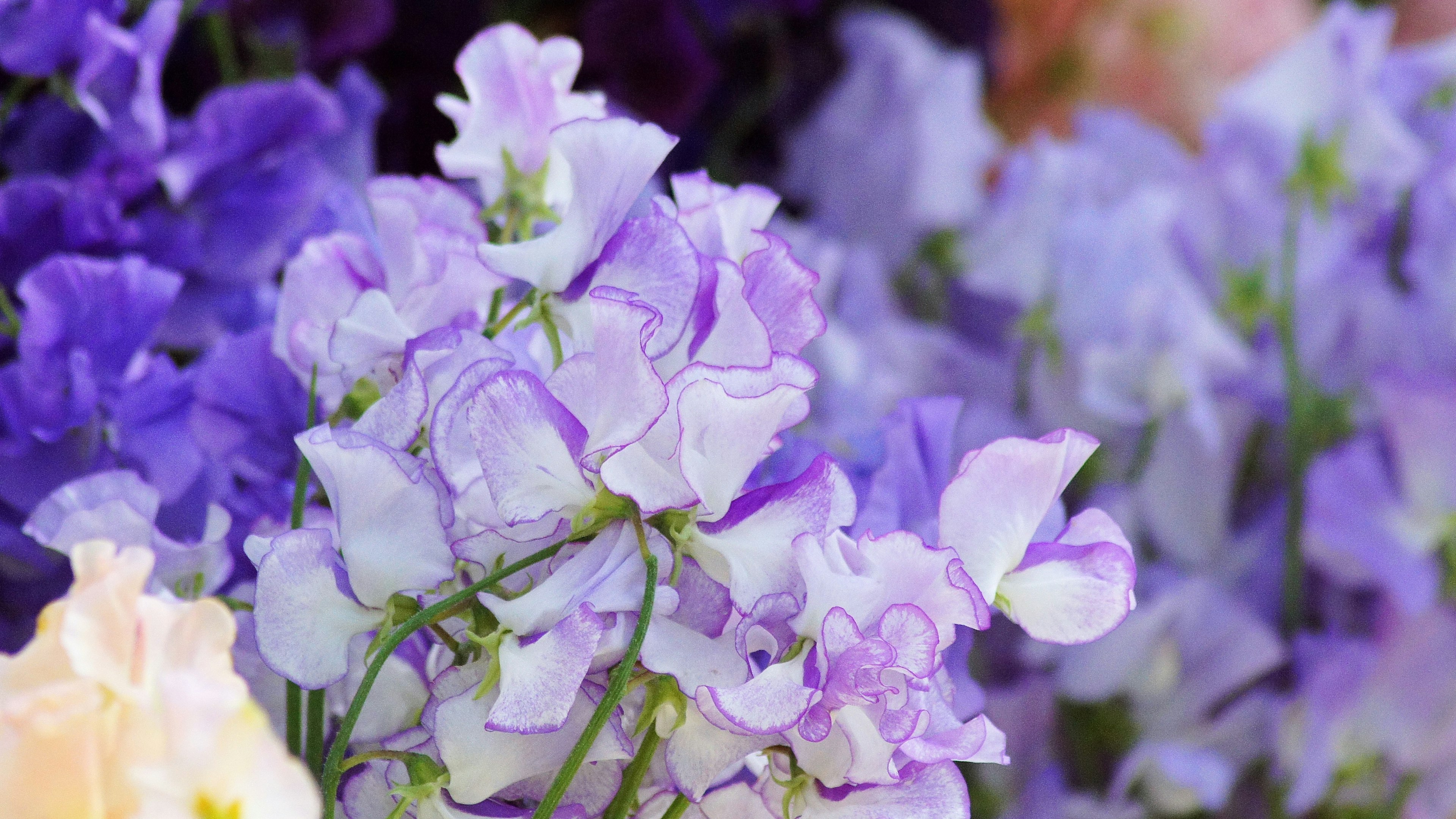 Close-up bunga kacang manis berwarna-warni