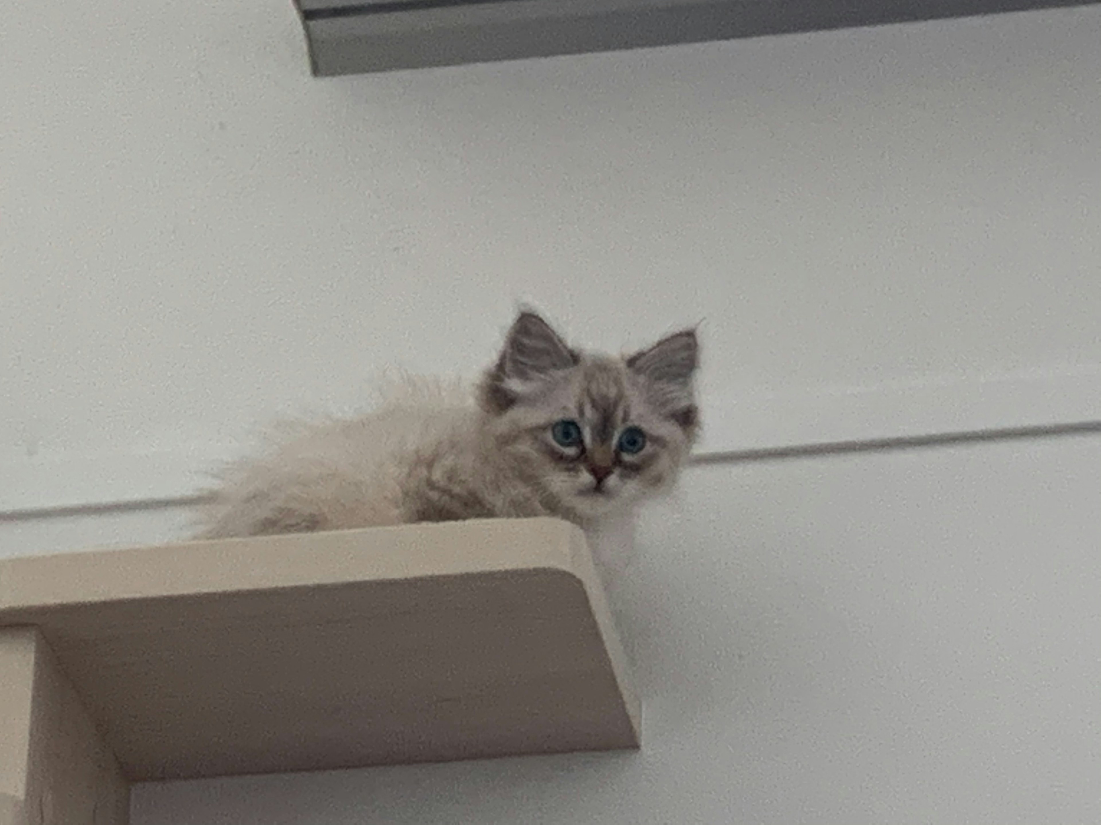 Un chaton assis sur une étagère avec un pelage duveteux et des yeux bleus