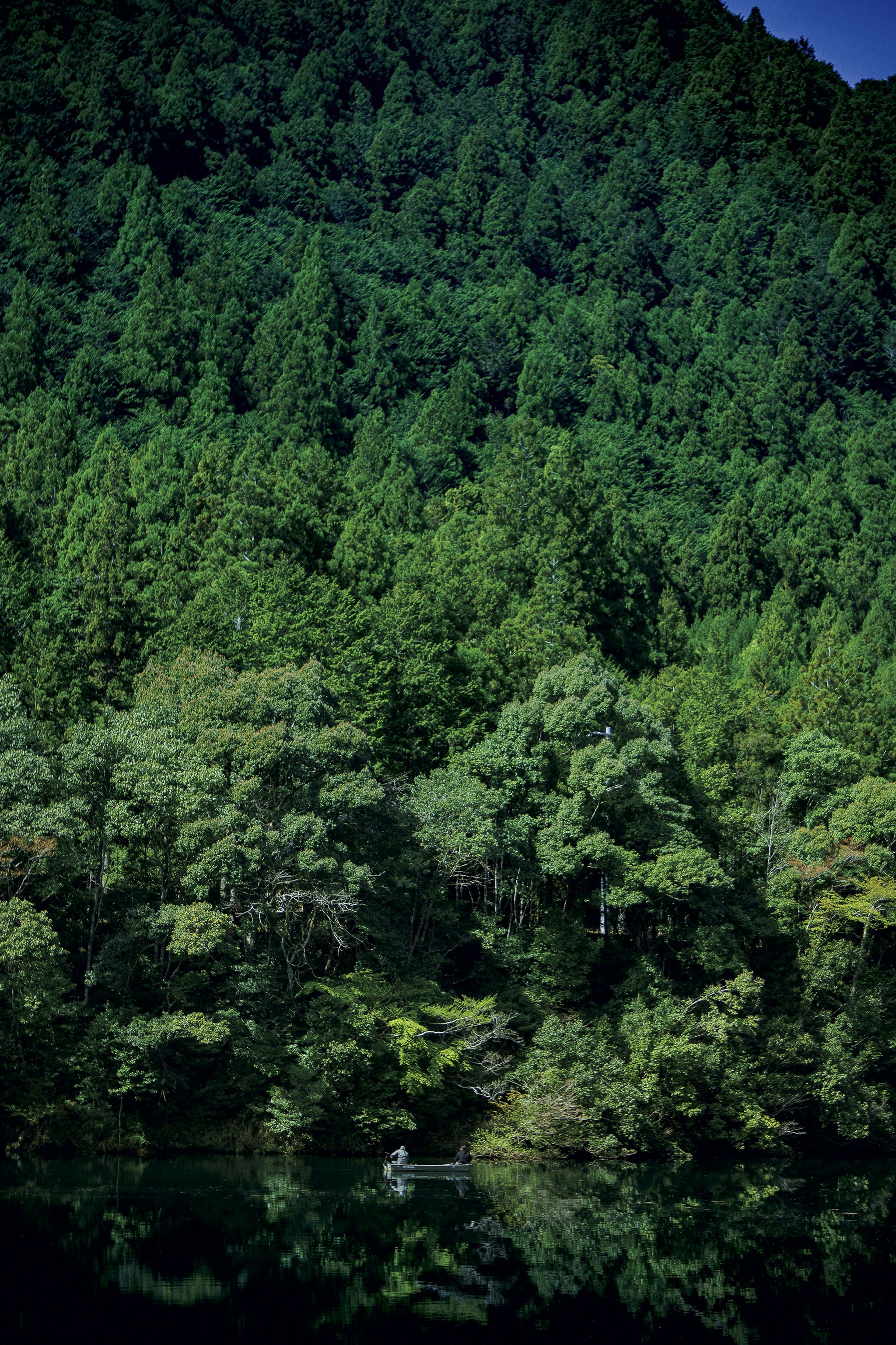 緑豊かな森林と静かな湖の風景