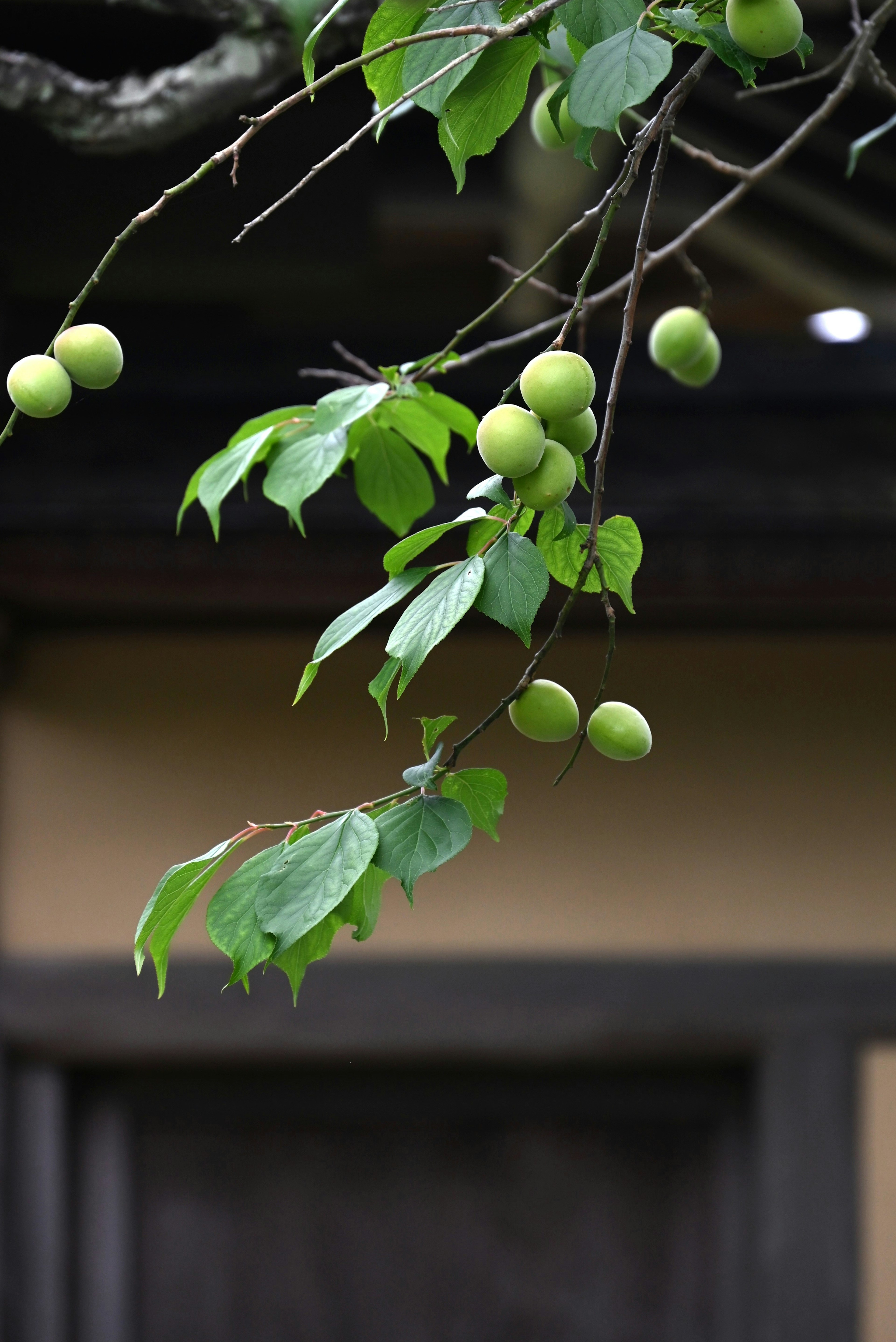 Branch with green fruit and leaves against a neutral background