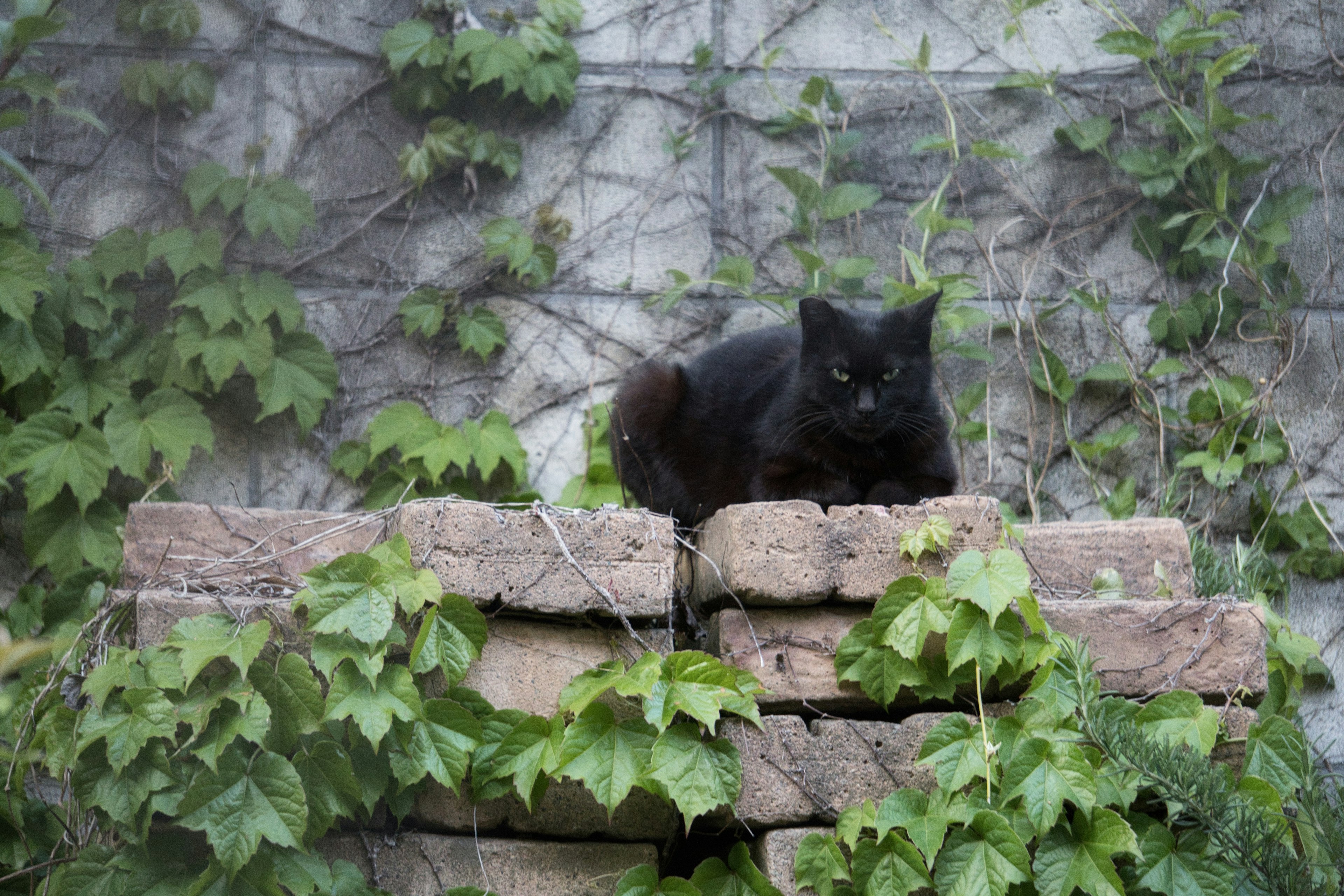 Eine schwarze Katze sitzt auf Steinen umgeben von grünem Efeu