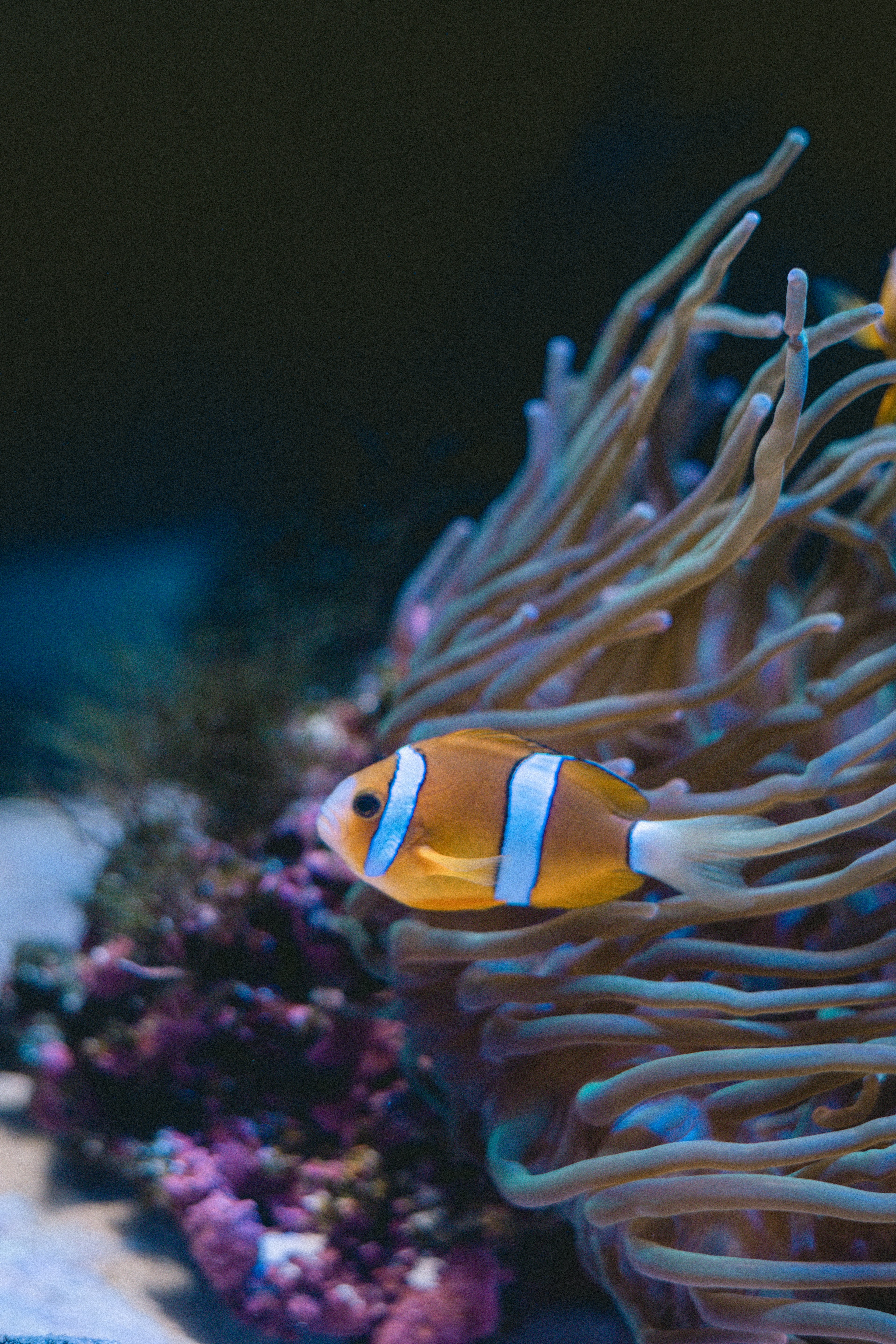 Pesce pagliaccio colorato che nuota tra le anemoni di mare