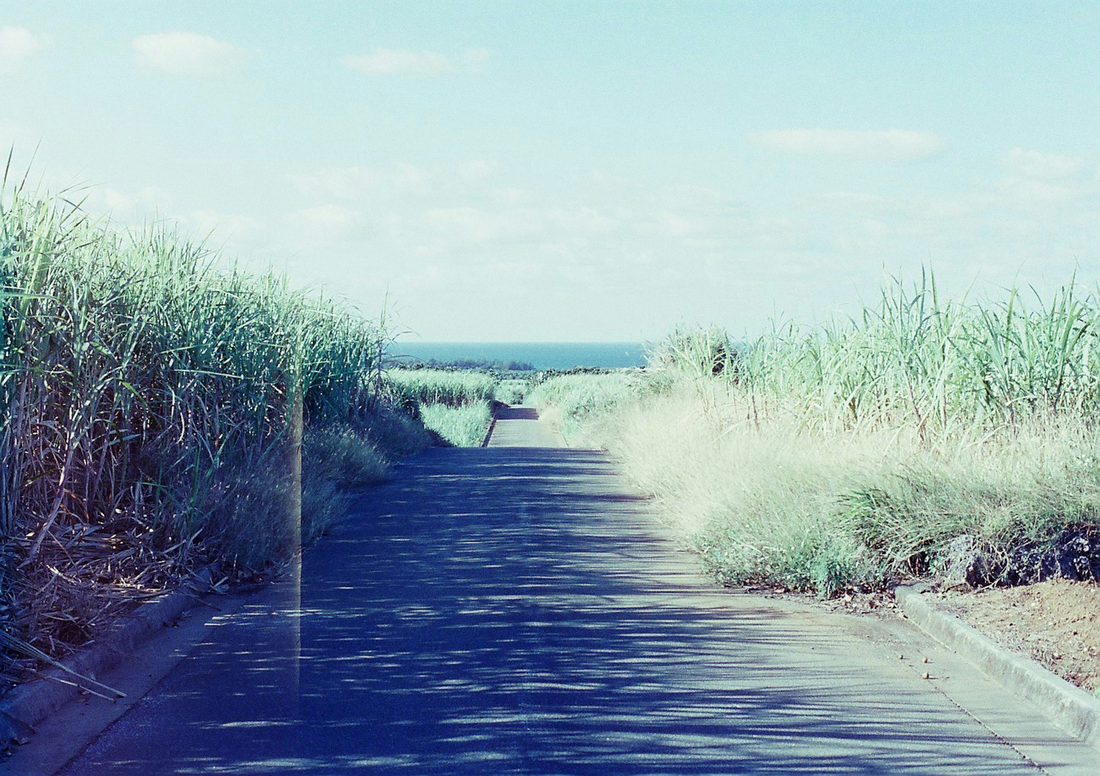 Una carretera flanqueada por hierba alta con un cielo azul y un mar tranquilo al fondo