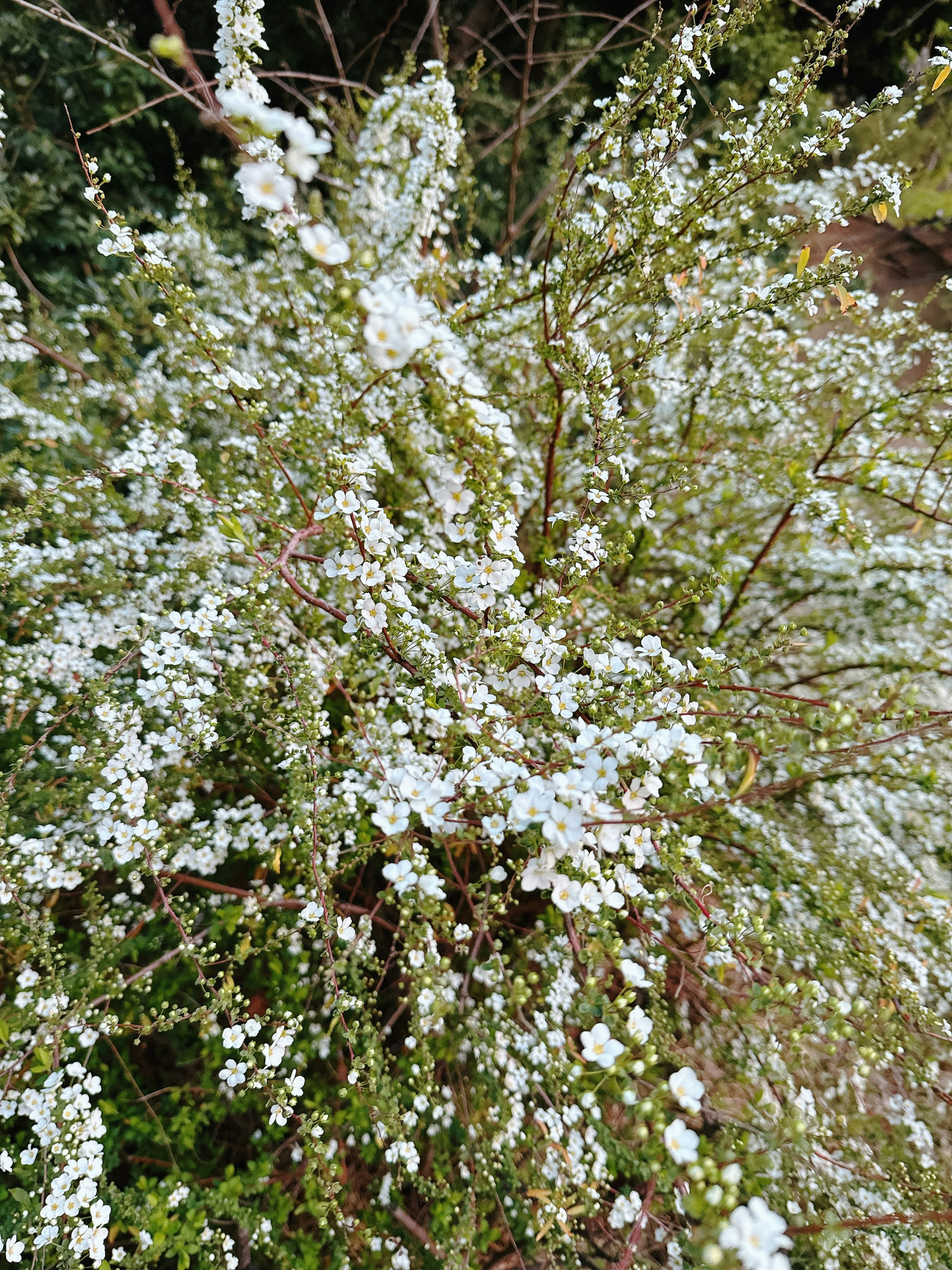 Detalle de un arbusto cubierto de flores blancas